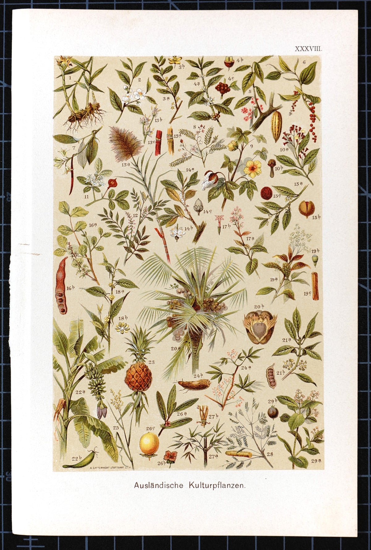 Tropical Botanicals Antique Chromolithograph - Authentic Vintage Antique Print