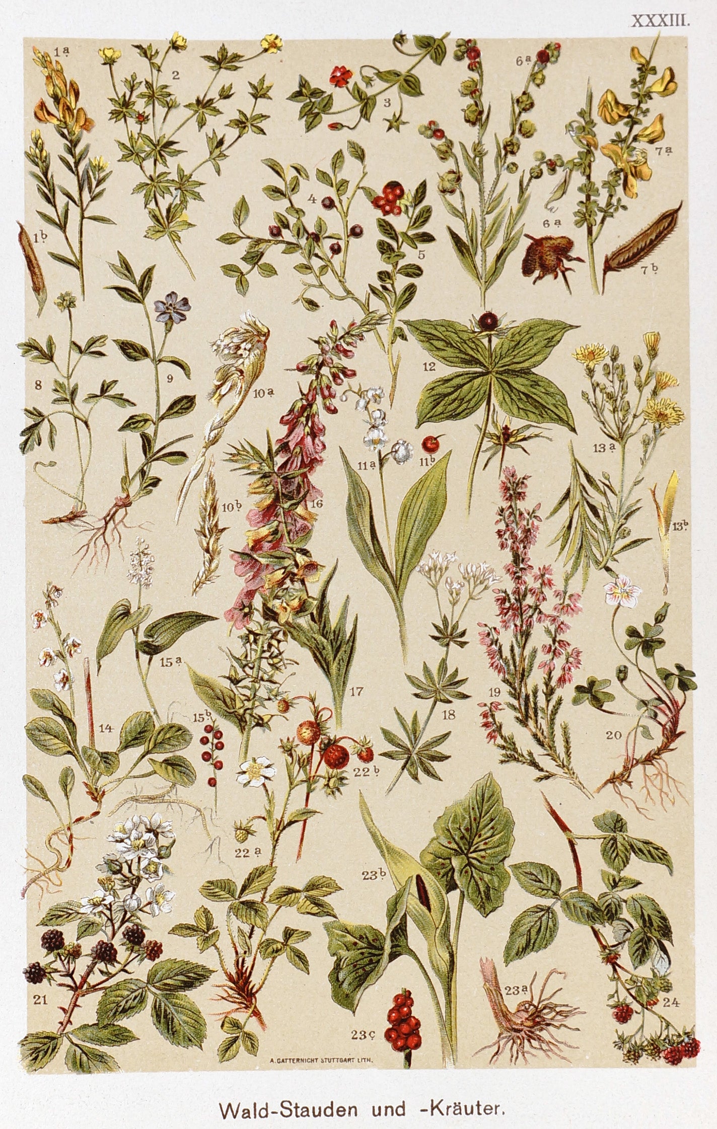 Forest Perennials and Herbs, Antique Chromolithograph - Authentic Vintage Antique Print