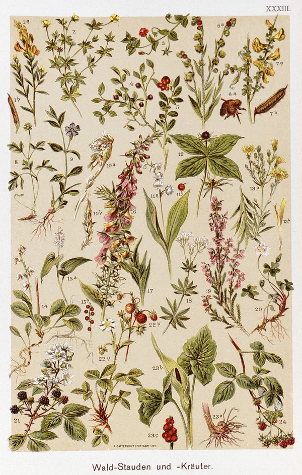 Forest Perennials and Herbs, Antique Chromolithograph - Authentic Vintage Antique Print