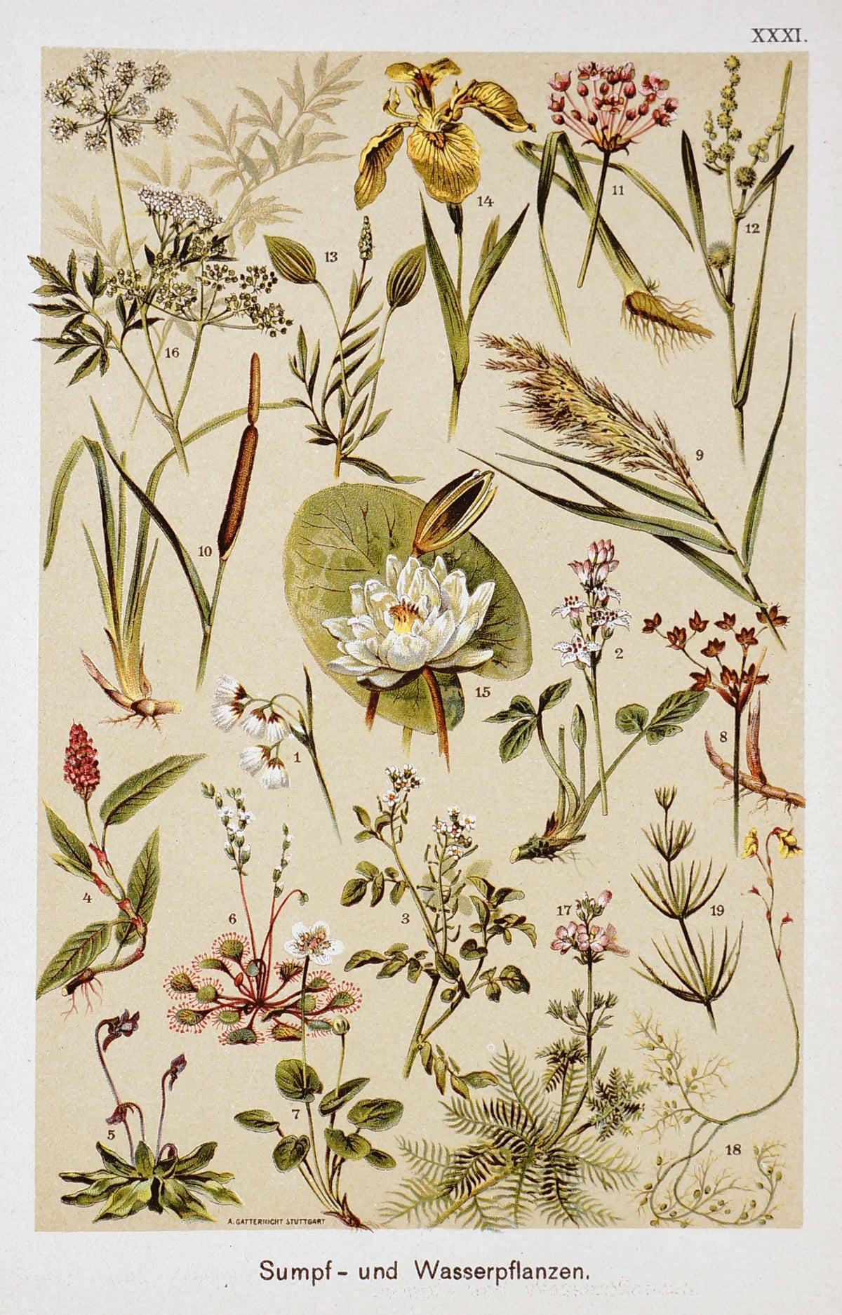 Water Lily, Iris, Cane, Carnivorous Plants, Antique Chromolithograph - Authentic Vintage Antique Print