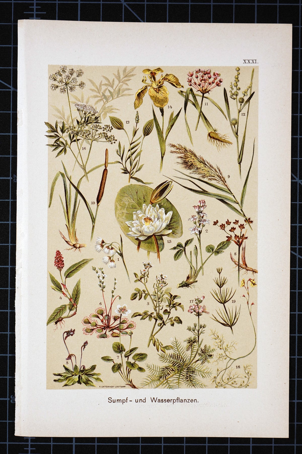 Water Lily, Iris, Cane, Carnivorous Plants, Antique Chromolithograph - Authentic Vintage Antique Print