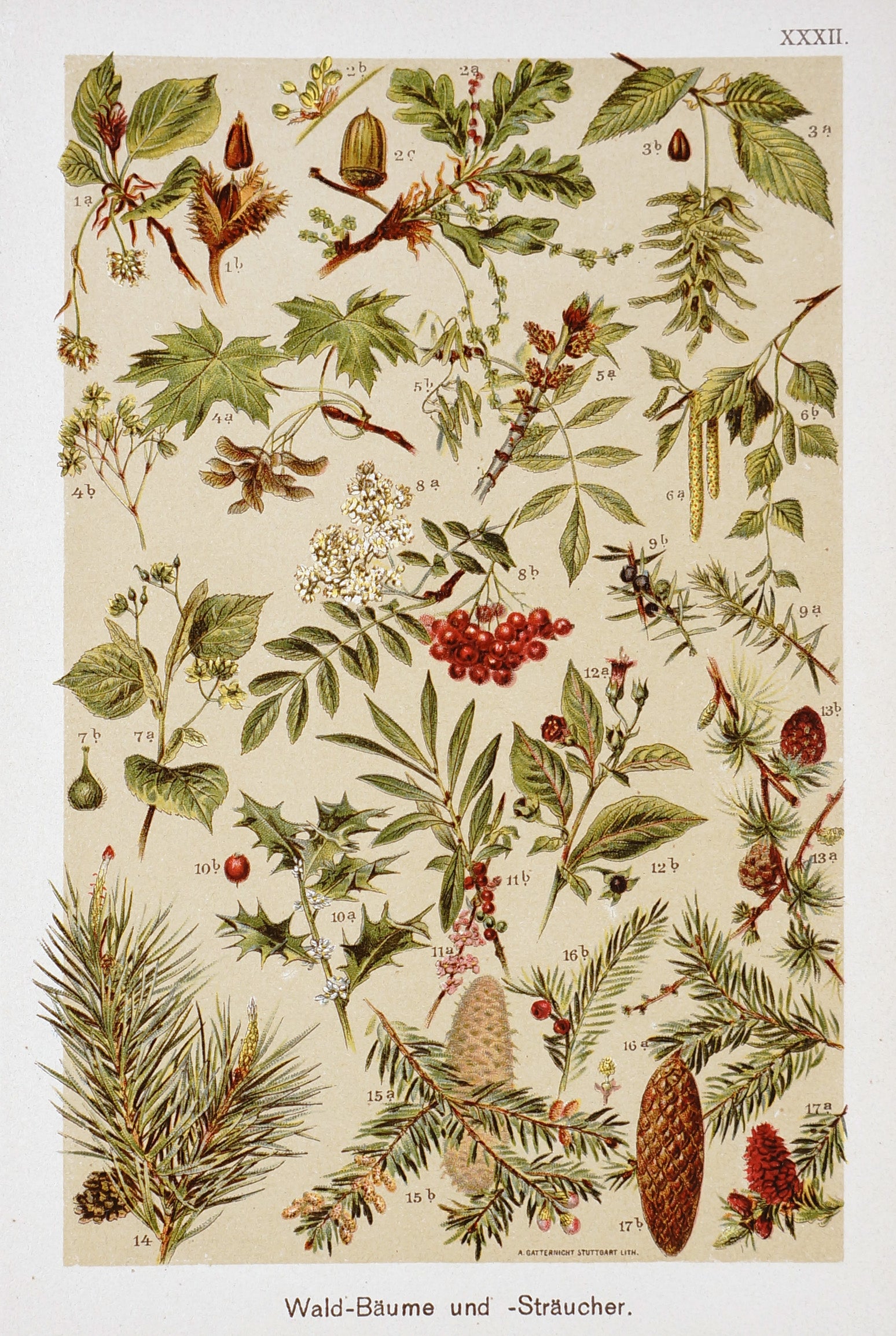 Rowan Berries, Maple, Oak , Pine Antique Chromolithograph - Authentic Vintage Antique Print