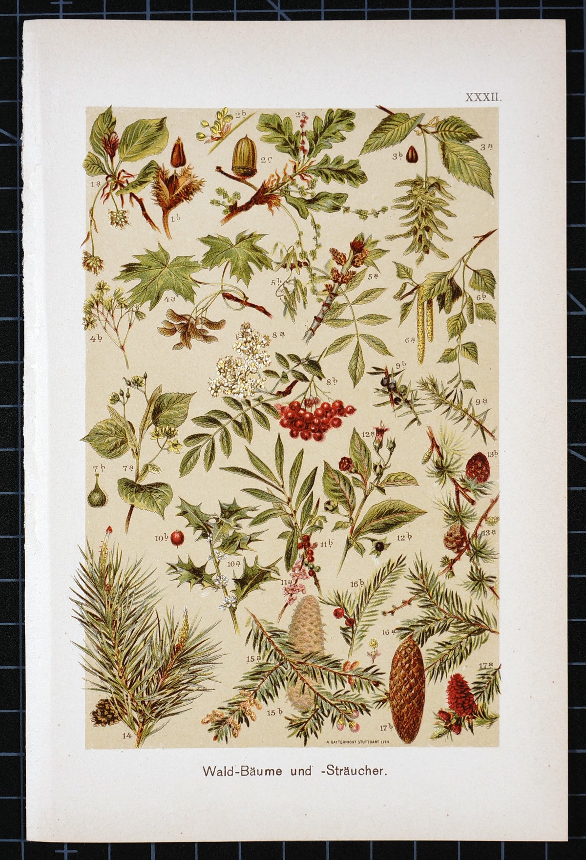 Rowan Berries, Maple, Oak , Pine Antique Chromolithograph - Authentic Vintage Antique Print