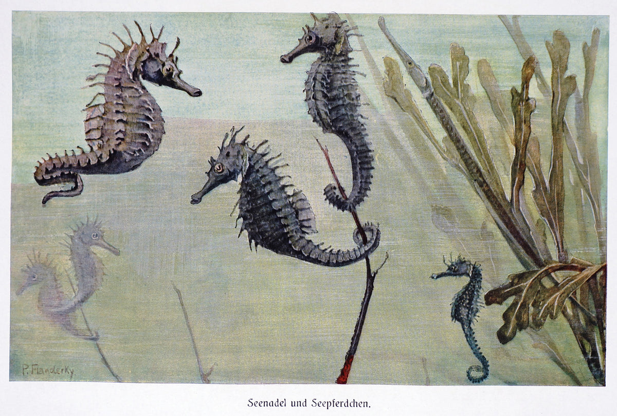 Sea Needle and Seahorse, Antique Lithograph - Authentic Vintage Poster