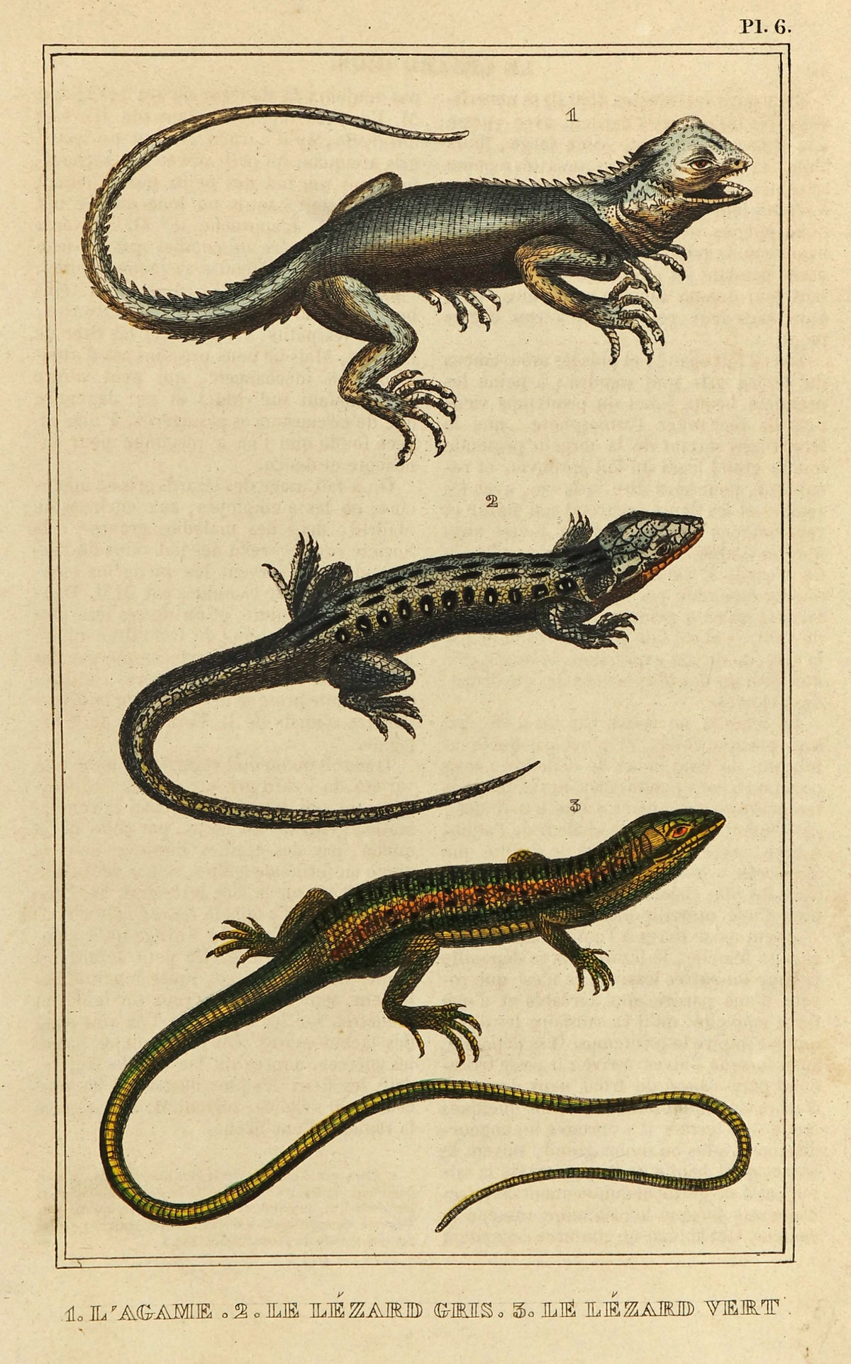 Agama, Green &amp; Gray Lizards Hand Colored Engraving - Authentic Vintage Antique Print