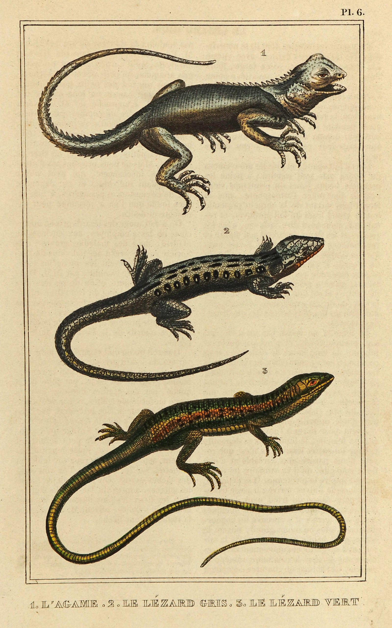 Agama, Green & Gray Lizards Hand Colored Engraving - Authentic Vintage Antique Print