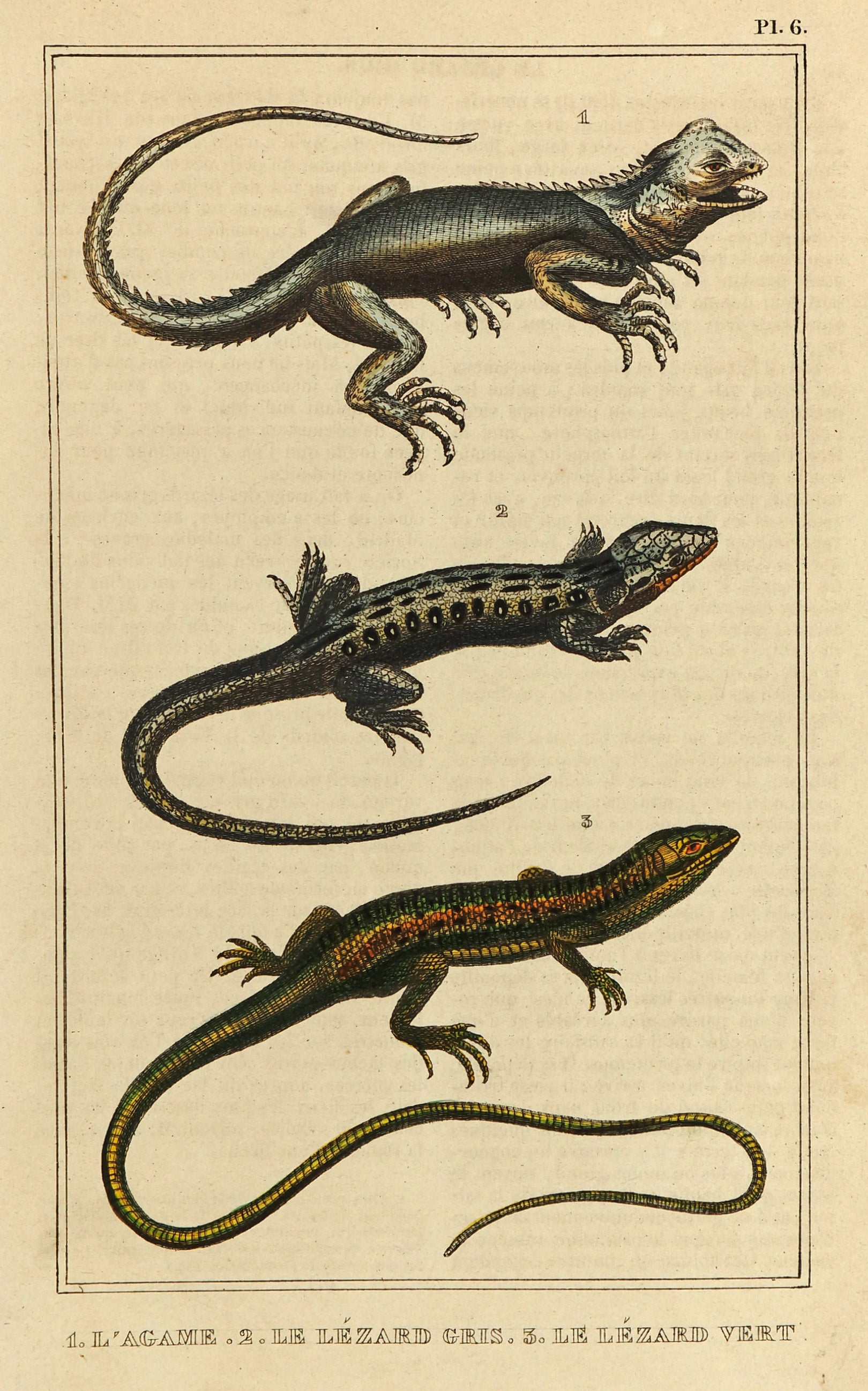 Agama, Green & Gray Lizards Hand Colored Engraving - Authentic Vintage Antique Print