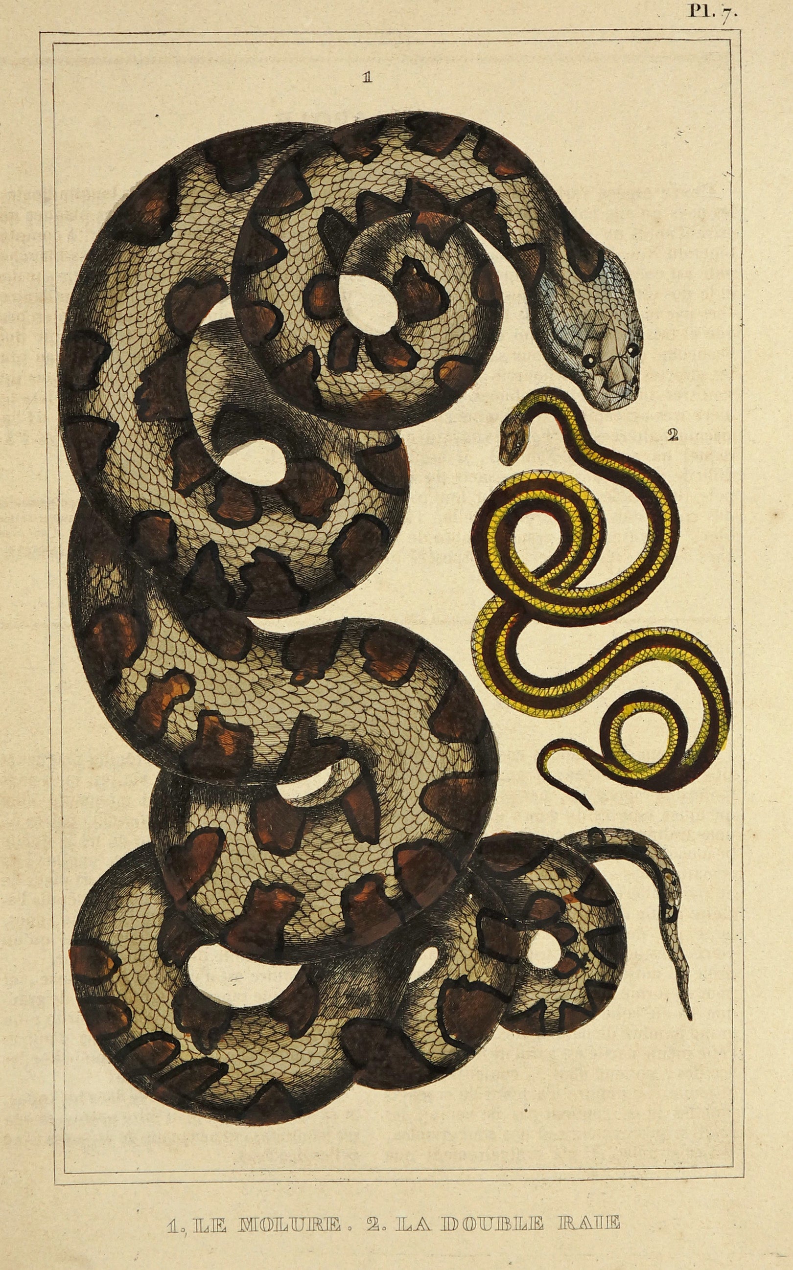 Indian Molurus Python & Lined Snakes, Hand Colored Engraving - Authentic Vintage Antique Print