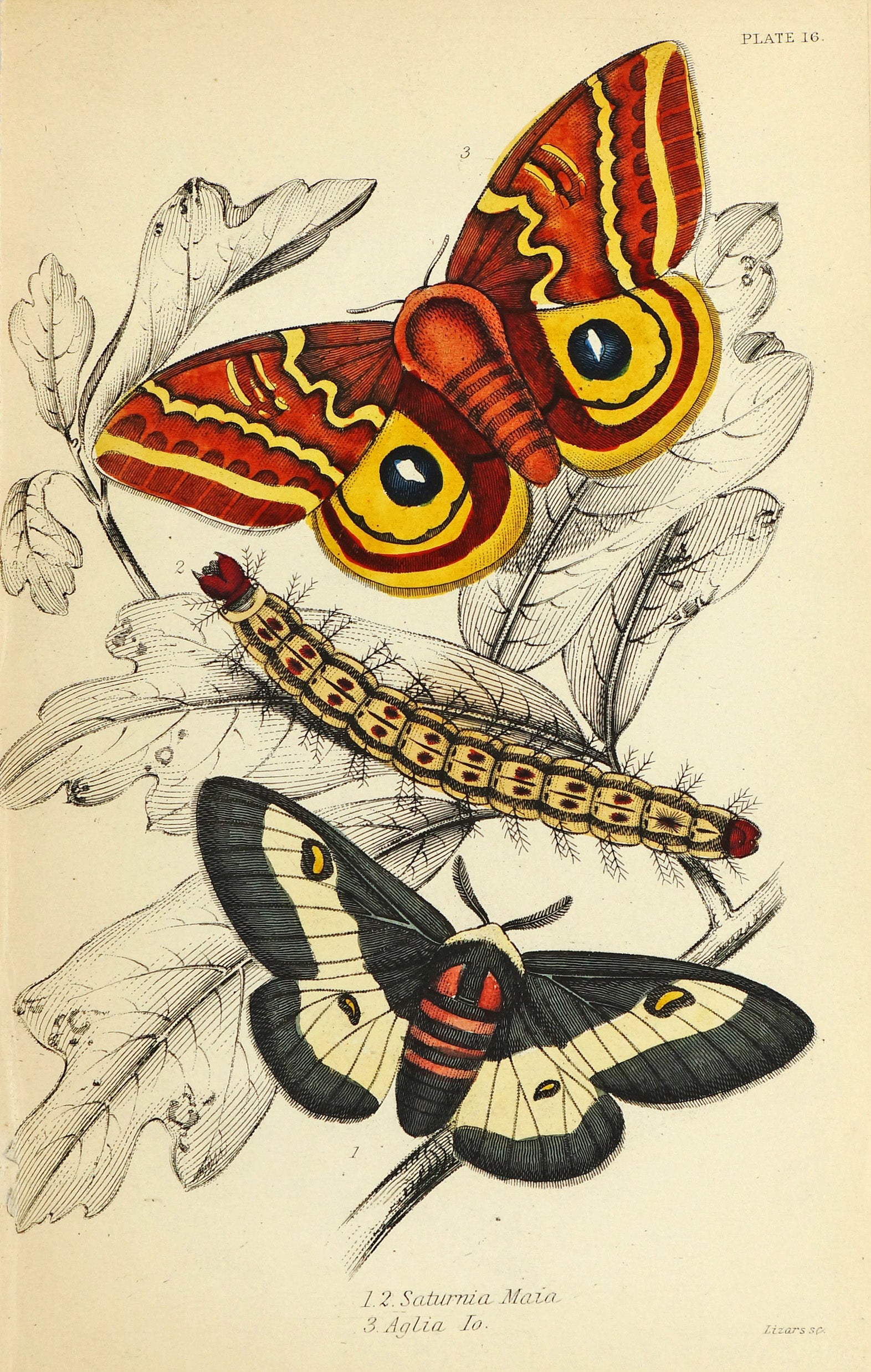 Exotic Moths Antique Hand Colored Engraving - Authentic Vintage Antique Print