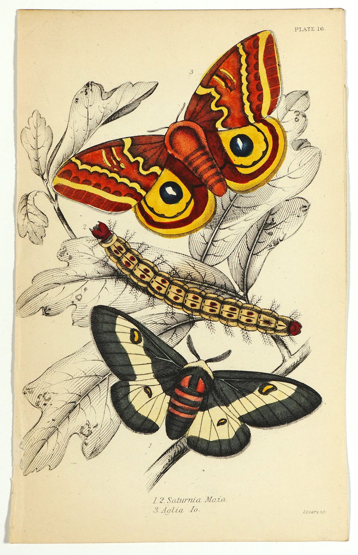 Exotic Moths Antique Hand Colored Engraving - Authentic Vintage Antique Print