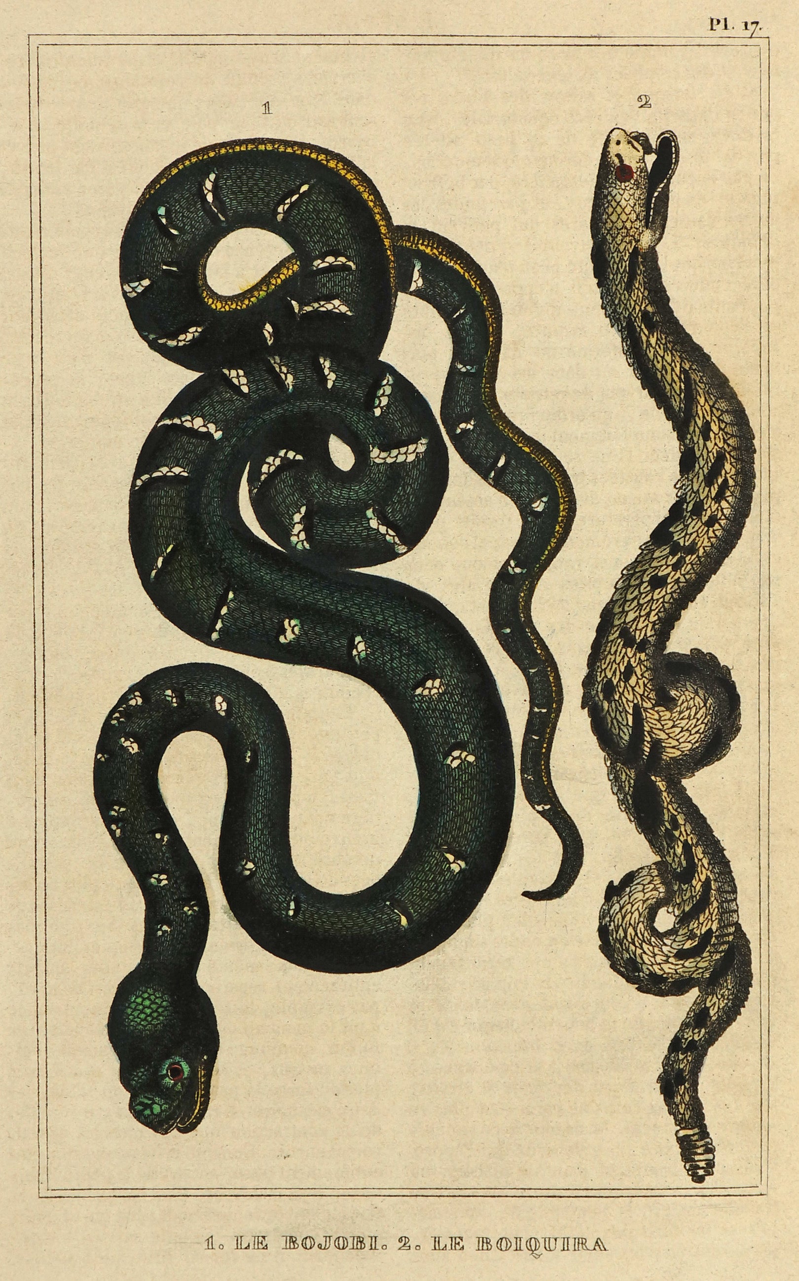 Boa Constrictor & Timber Rattlesnake, Hand-Colored Engraving - Authentic Vintage Antique Print