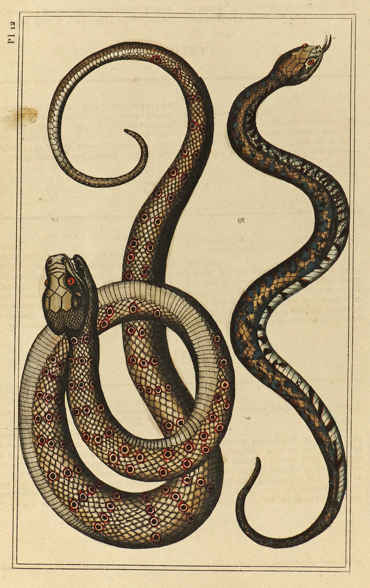 Pit Viper &amp; Sibon Snakes, Hand Colored Antique Print - Authentic Vintage Antique Print