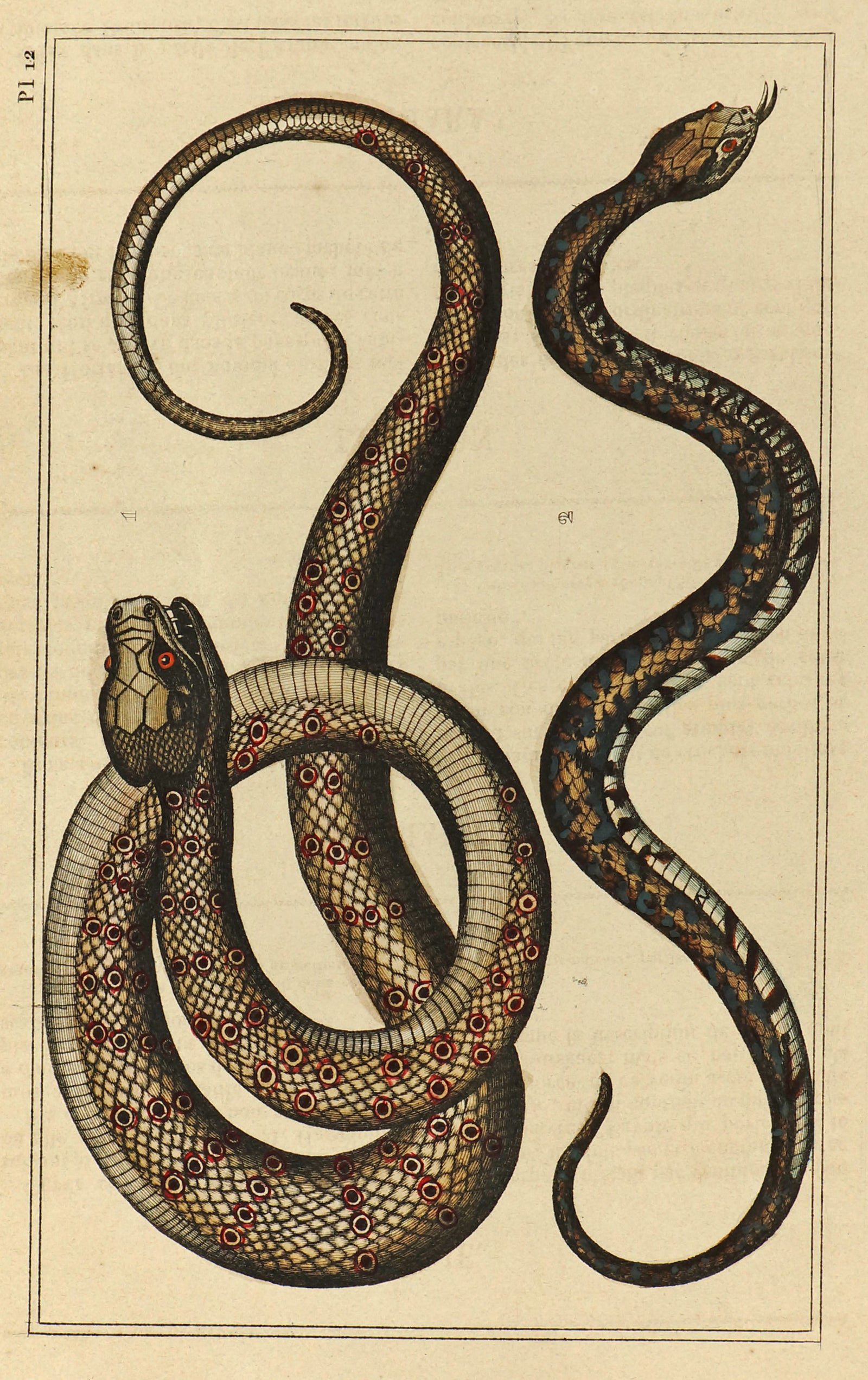 Pit Viper & Sibon Snakes, Hand Colored Antique Print - Authentic Vintage Antique Print