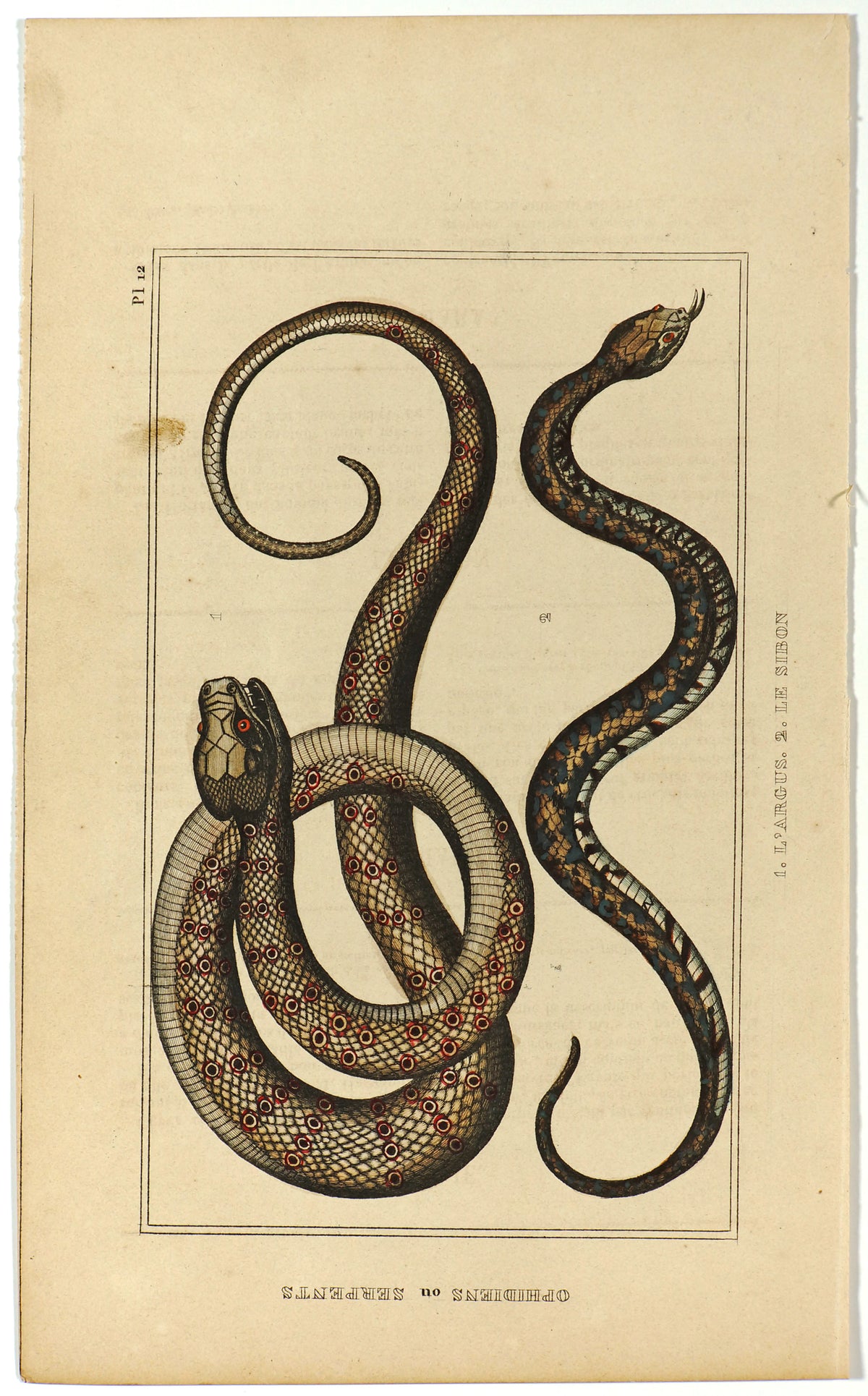 Pit Viper &amp; Sibon Snakes, Hand Colored Antique Print - Authentic Vintage Antique Print