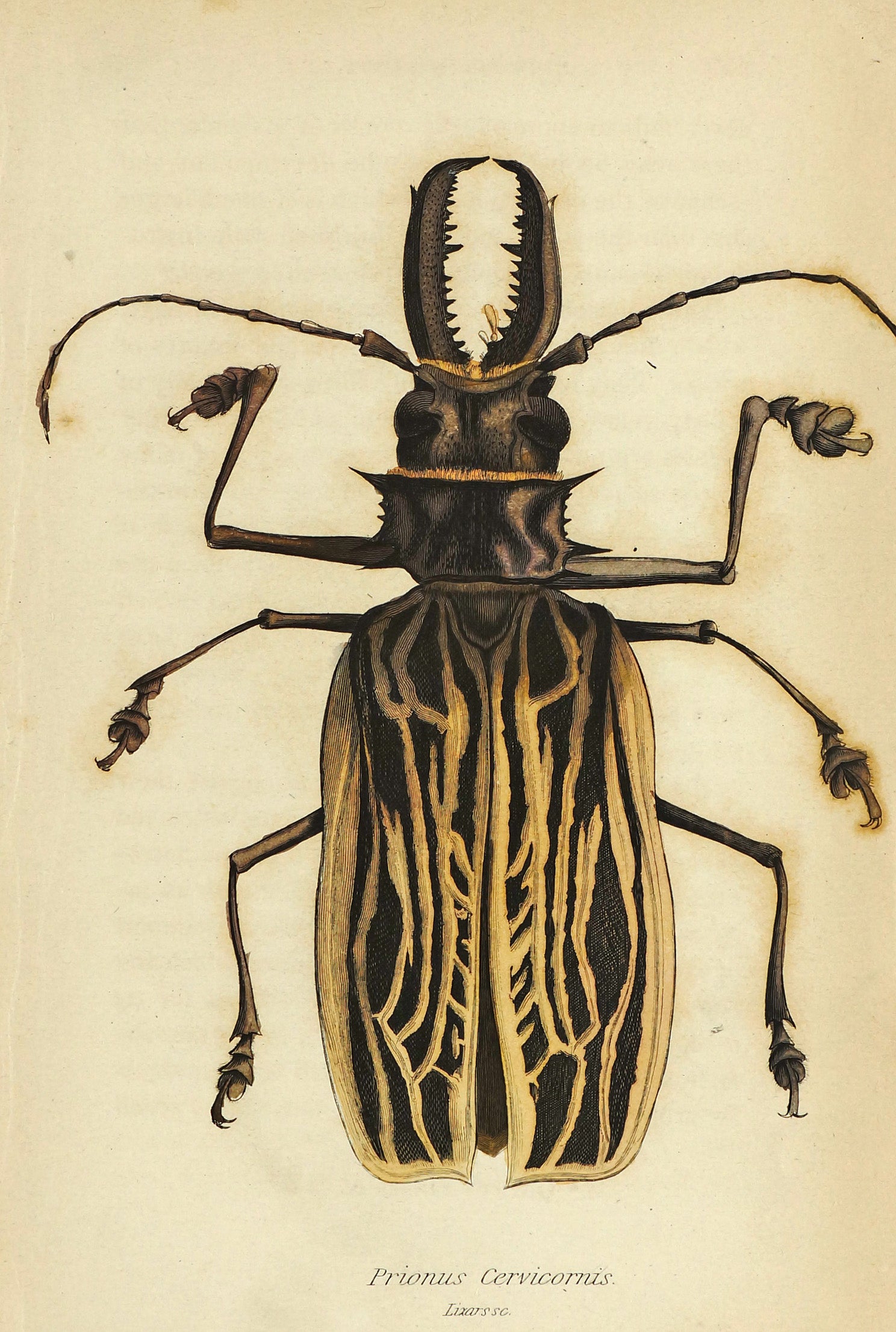 Sabertooth Longhorn Beetle, Hand Colored Engraving - Authentic Vintage Poster