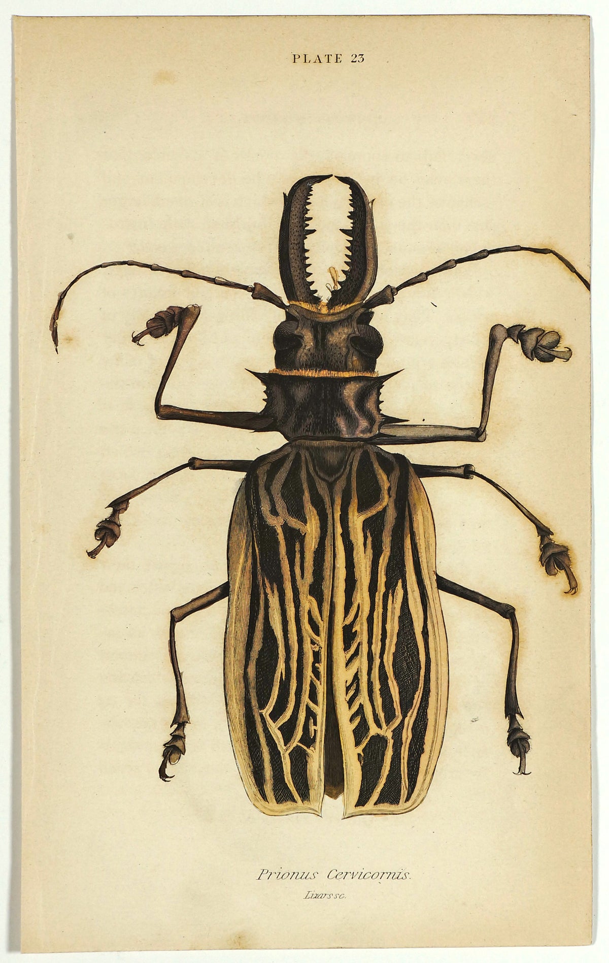 Sabertooth Longhorn Beetle, Hand Colored Engraving - Authentic Vintage Poster