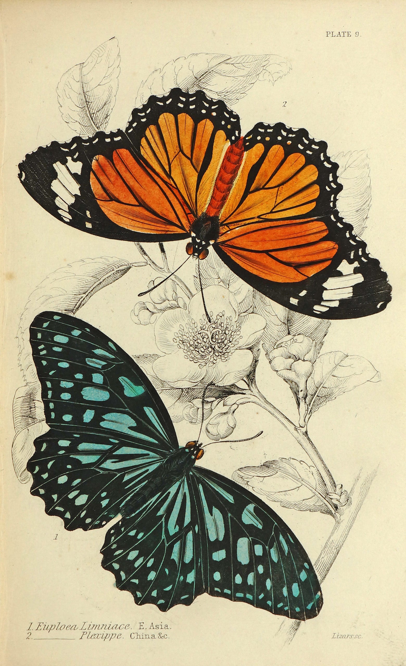Exotic Butterflies, Antique Engraving - Authentic Vintage Antique Print