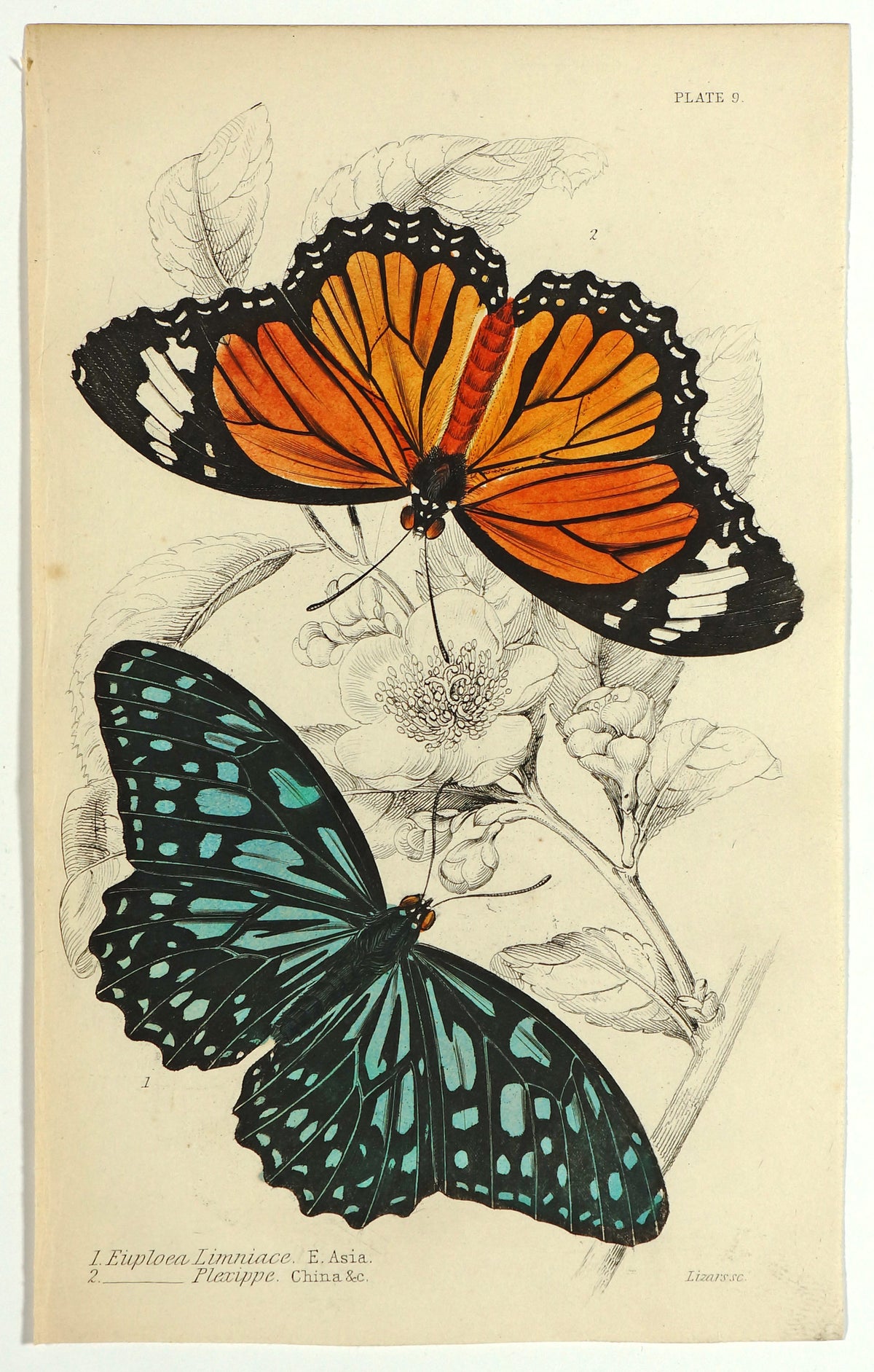 Exotic Butterflies, Antique Engraving - Authentic Vintage Antique Print