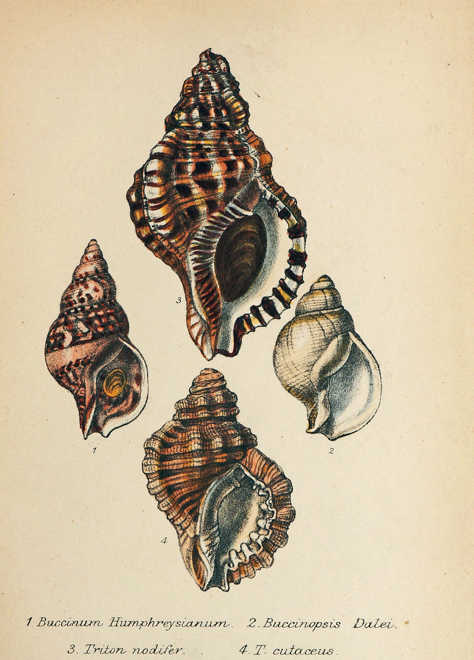 Sea Shells, Hand Colored Lithograph - Authentic Vintage Antique Print