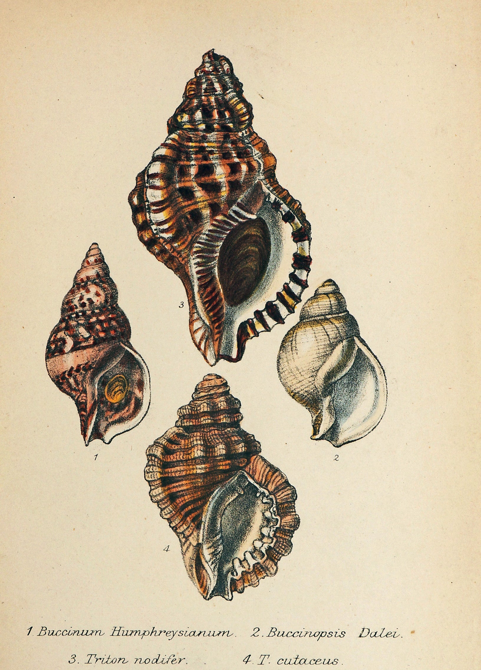 Sea Shells, Hand Colored Lithograph - Authentic Vintage Antique Print