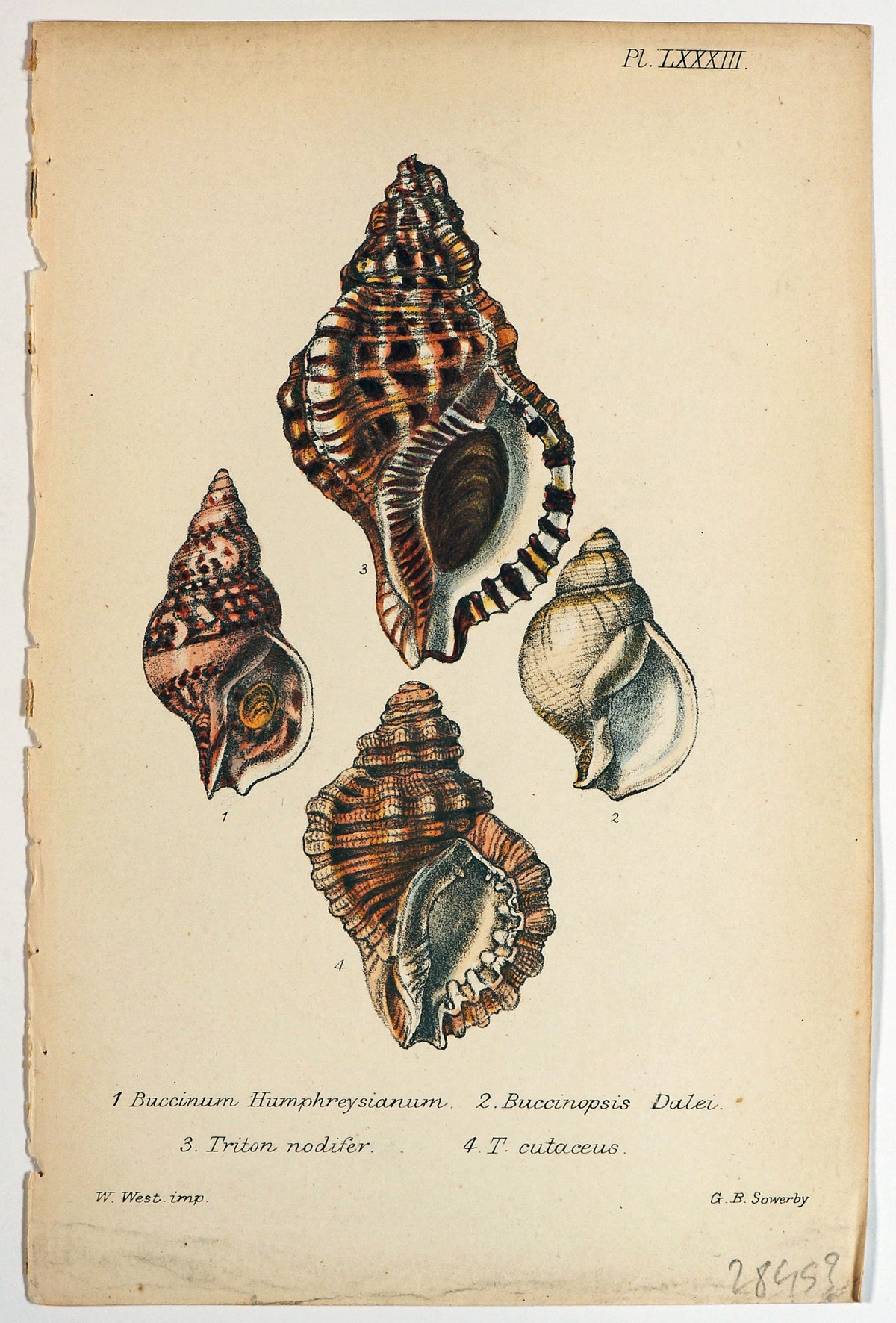 Sea Shells, Hand Colored Lithograph - Authentic Vintage Antique Print