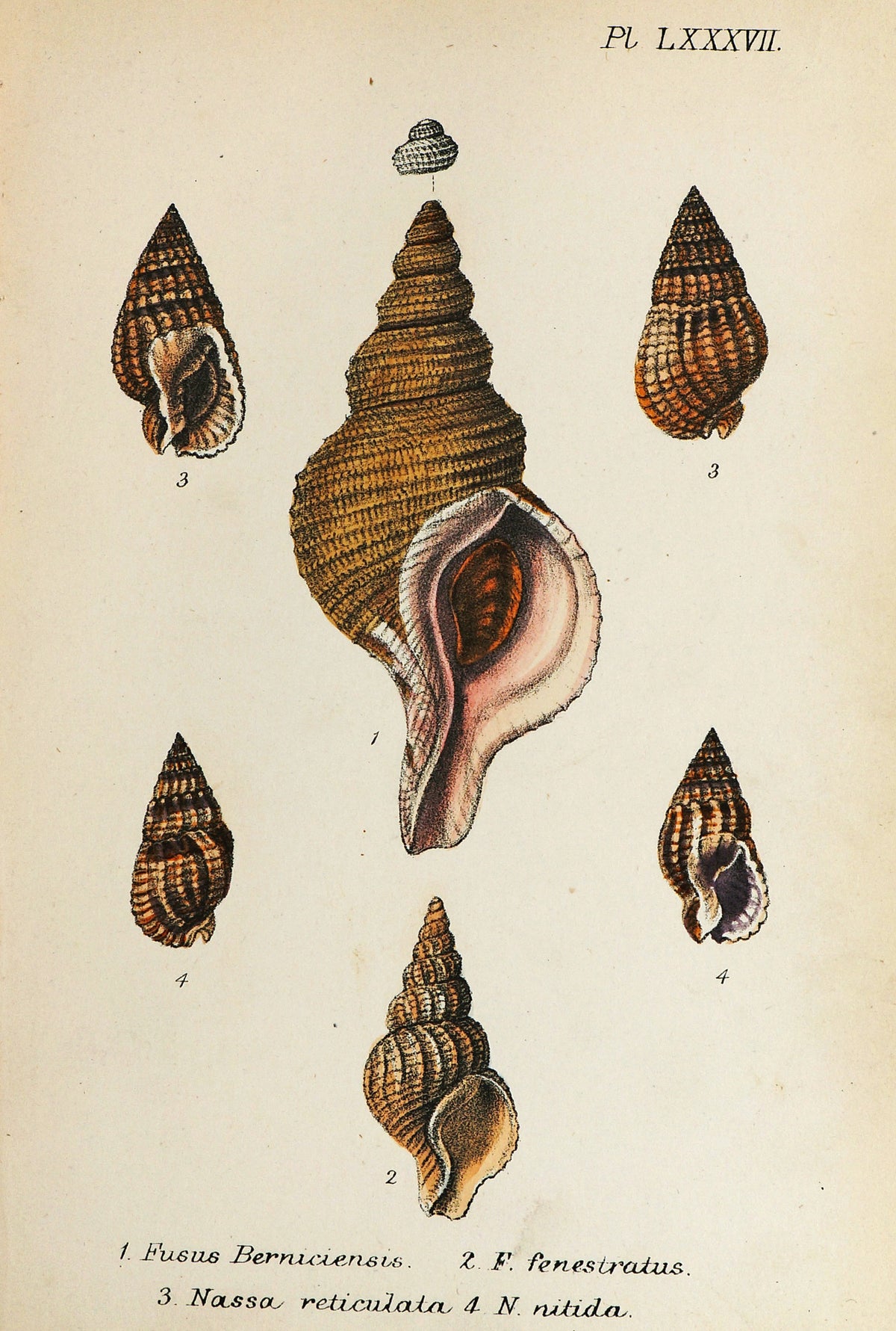 Sea Shells, Hand Colored Lithograph - Authentic Vintage Antique Print