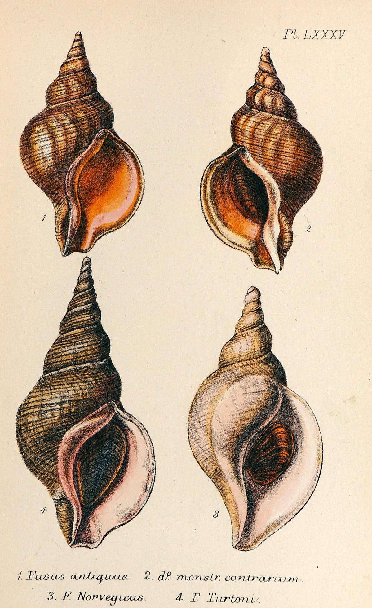 Sea Shells, Hand Colored Lithograph - Authentic Vintage Antique Print