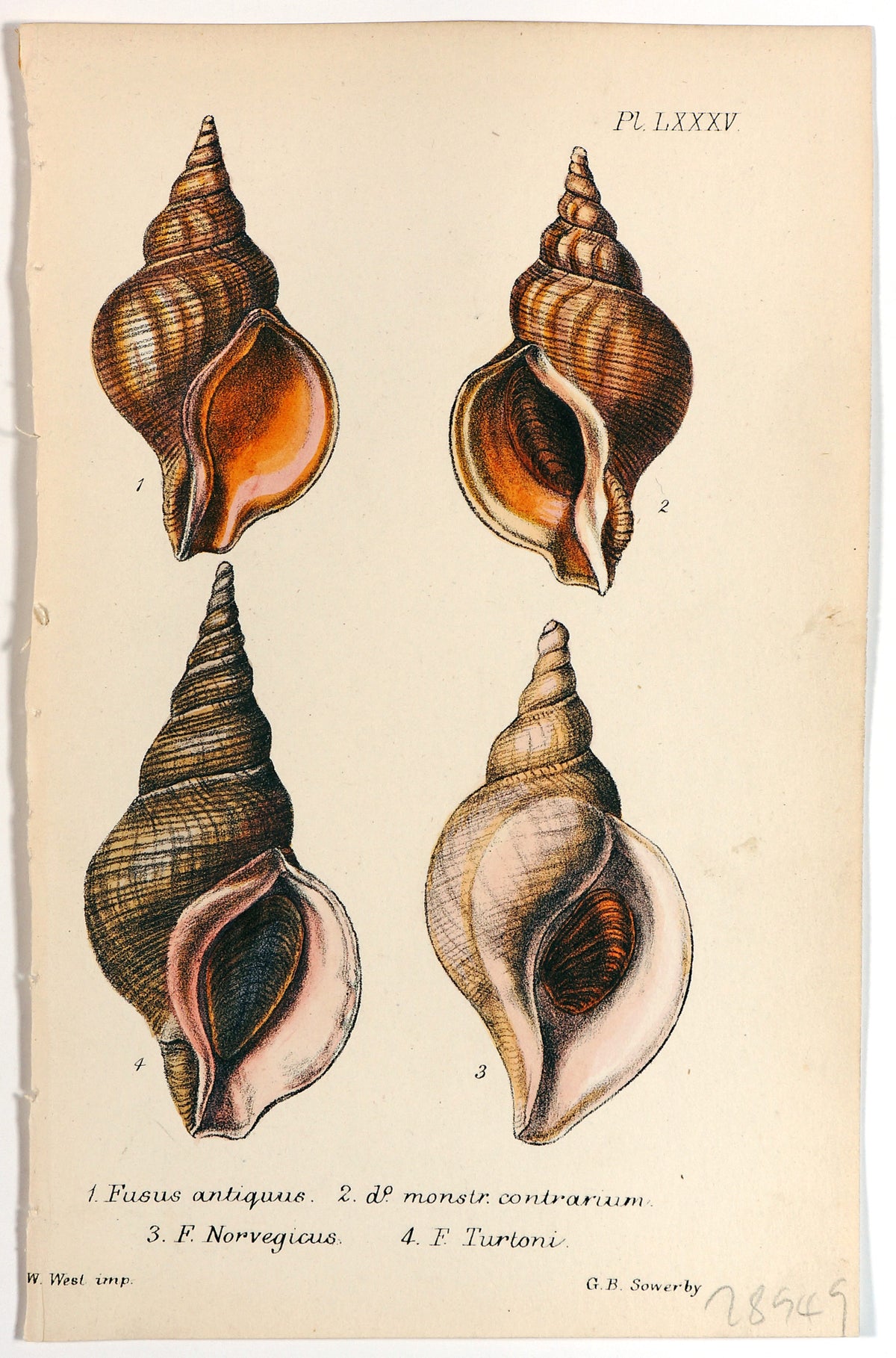 Sea Shells, Hand Colored Lithograph - Authentic Vintage Antique Print