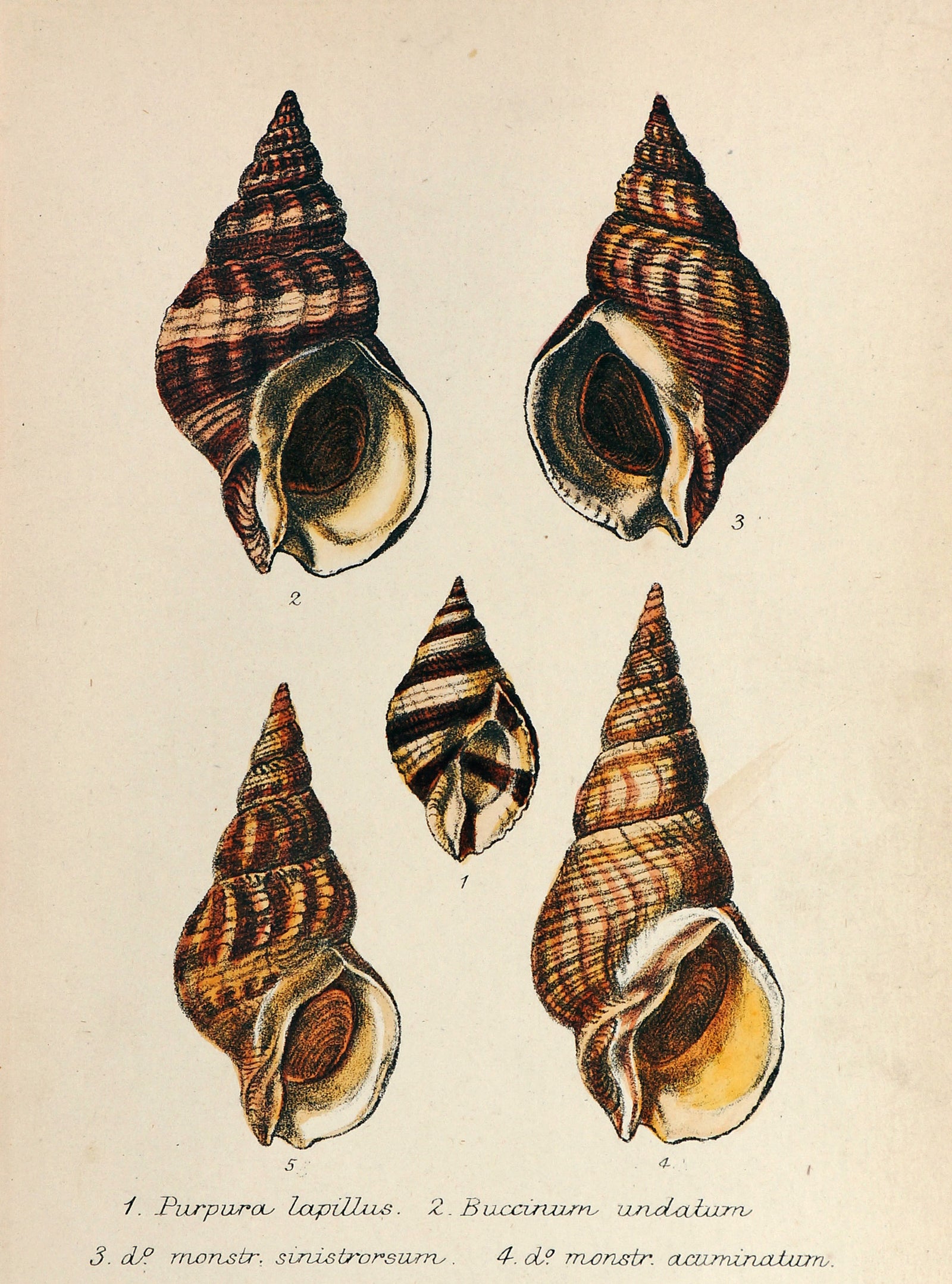 Sea Shells, Hand Colored Lithograph - Authentic Vintage Antique Print