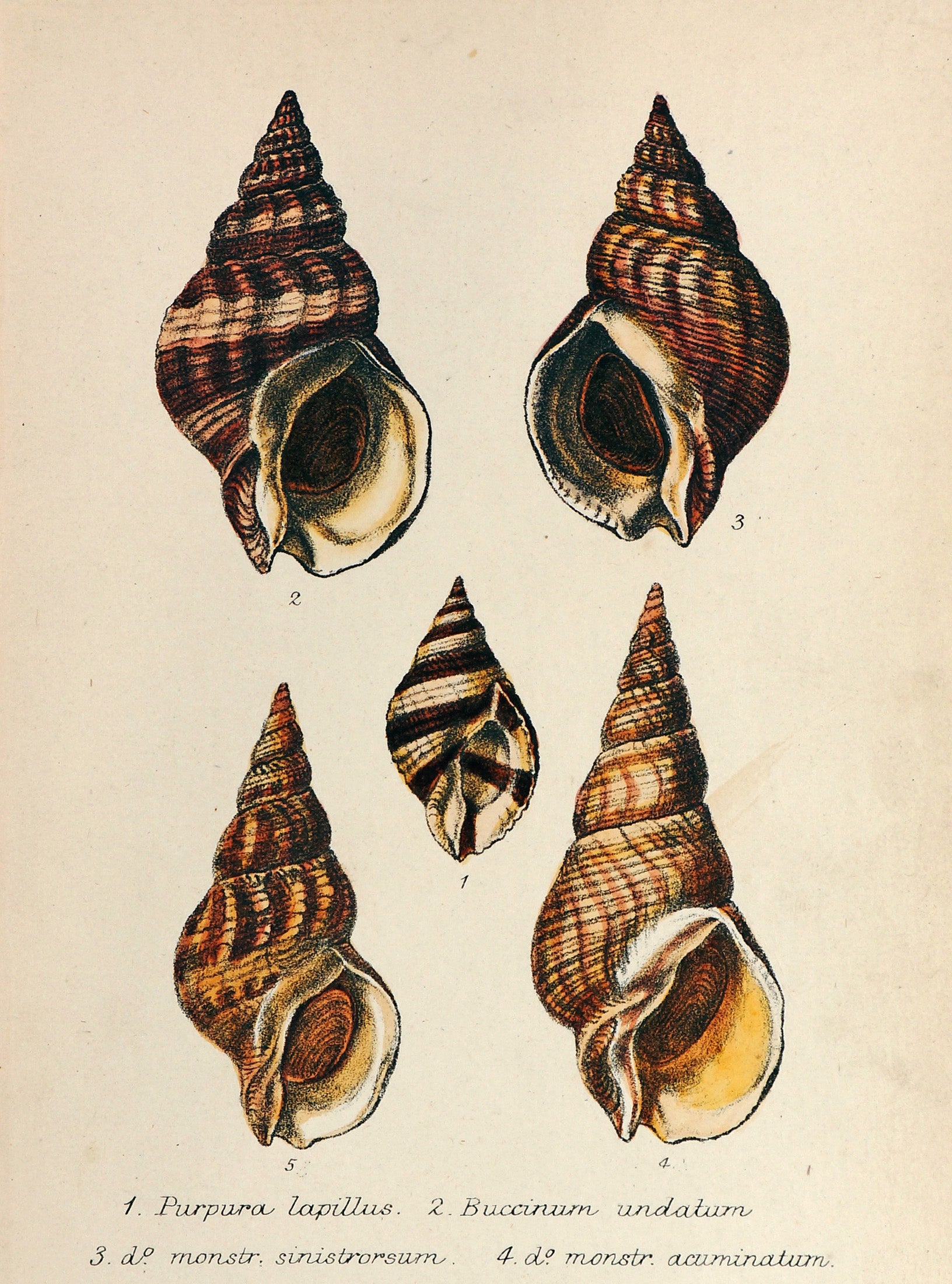Sea Shells, Hand Colored Lithograph - Authentic Vintage Antique Print