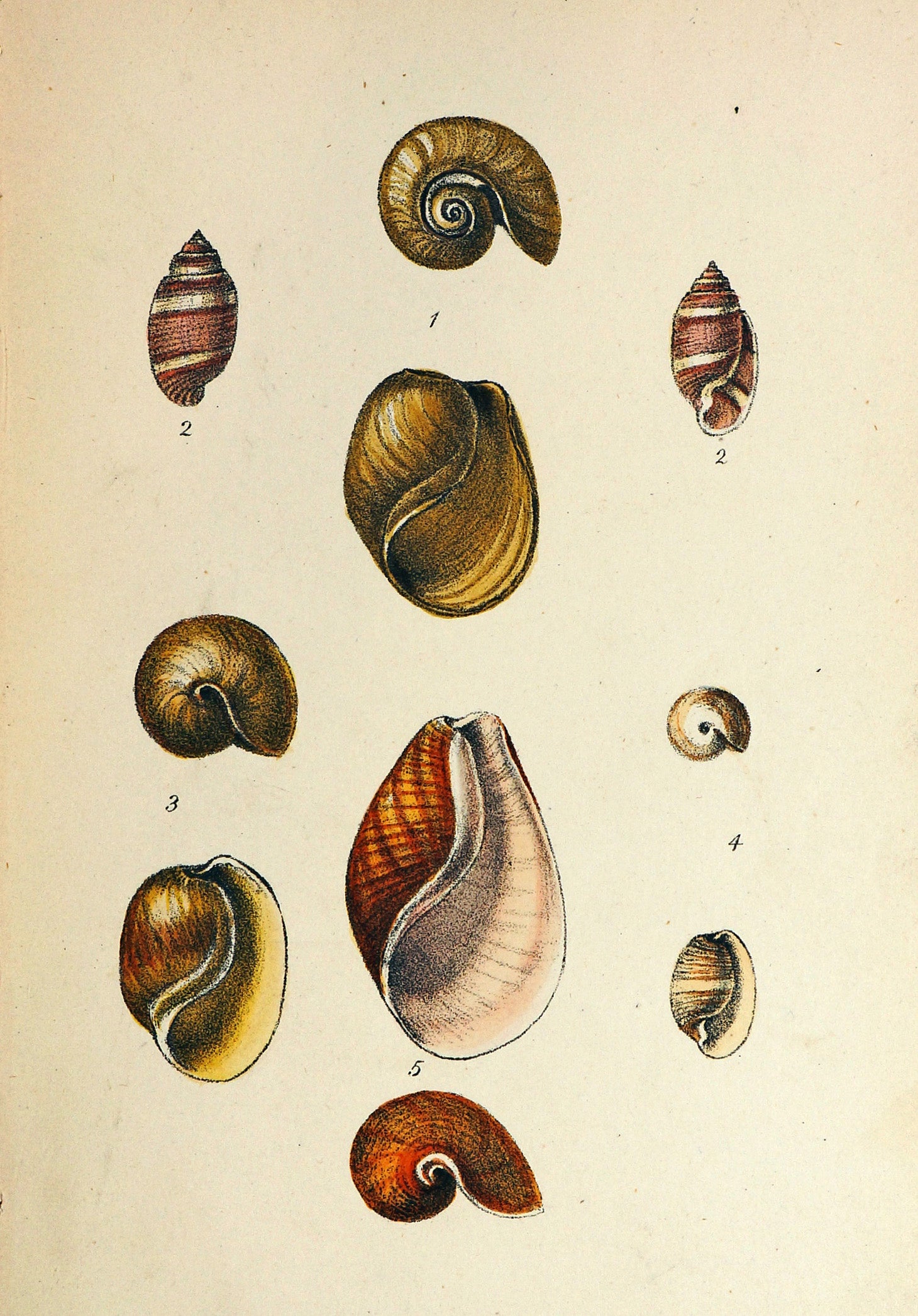 Sea Shells, Hand Colored Lithograph - Authentic Vintage Antique Print