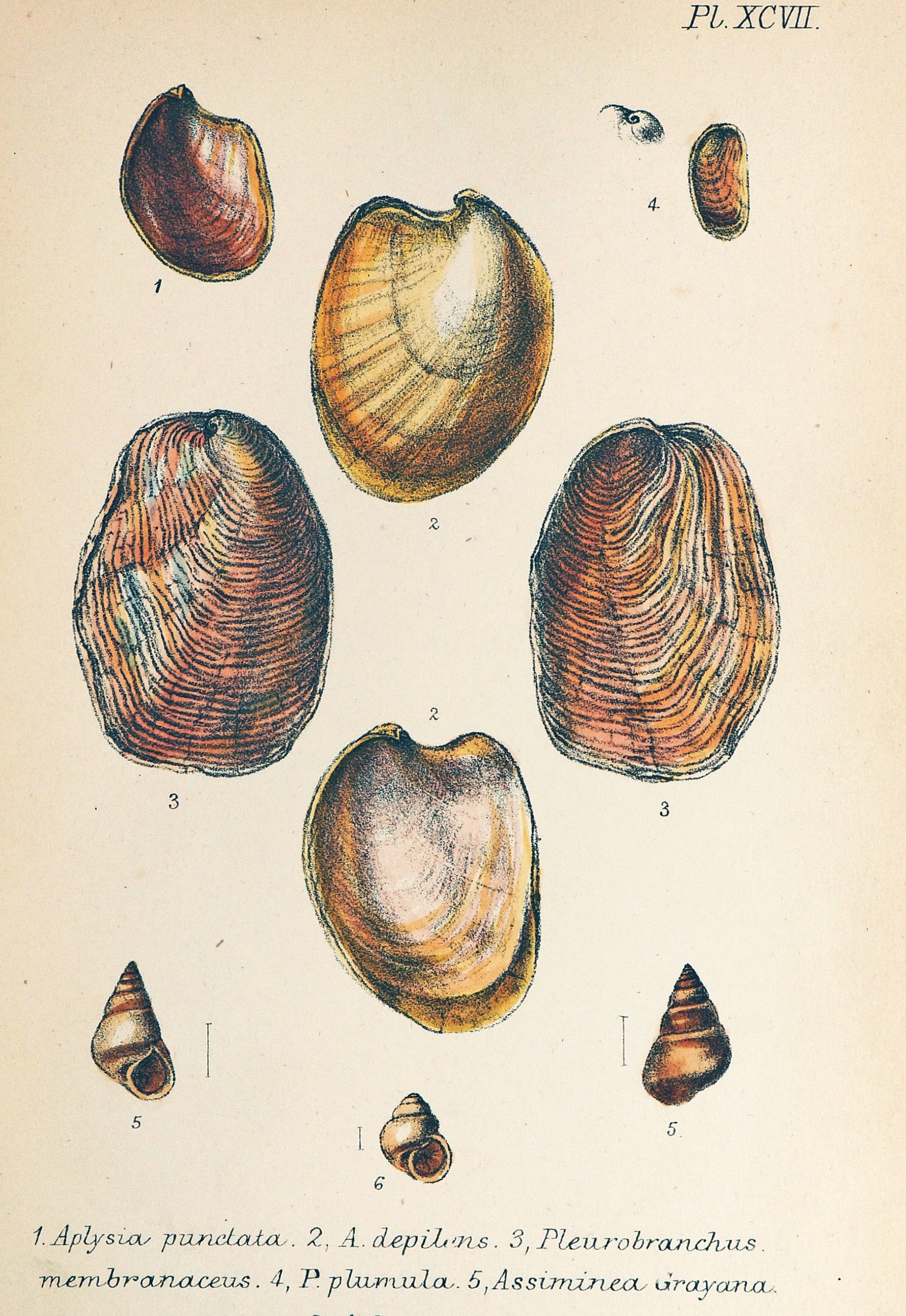 Sea Shells, Hand Colored Lithograph - Authentic Vintage Antique Print