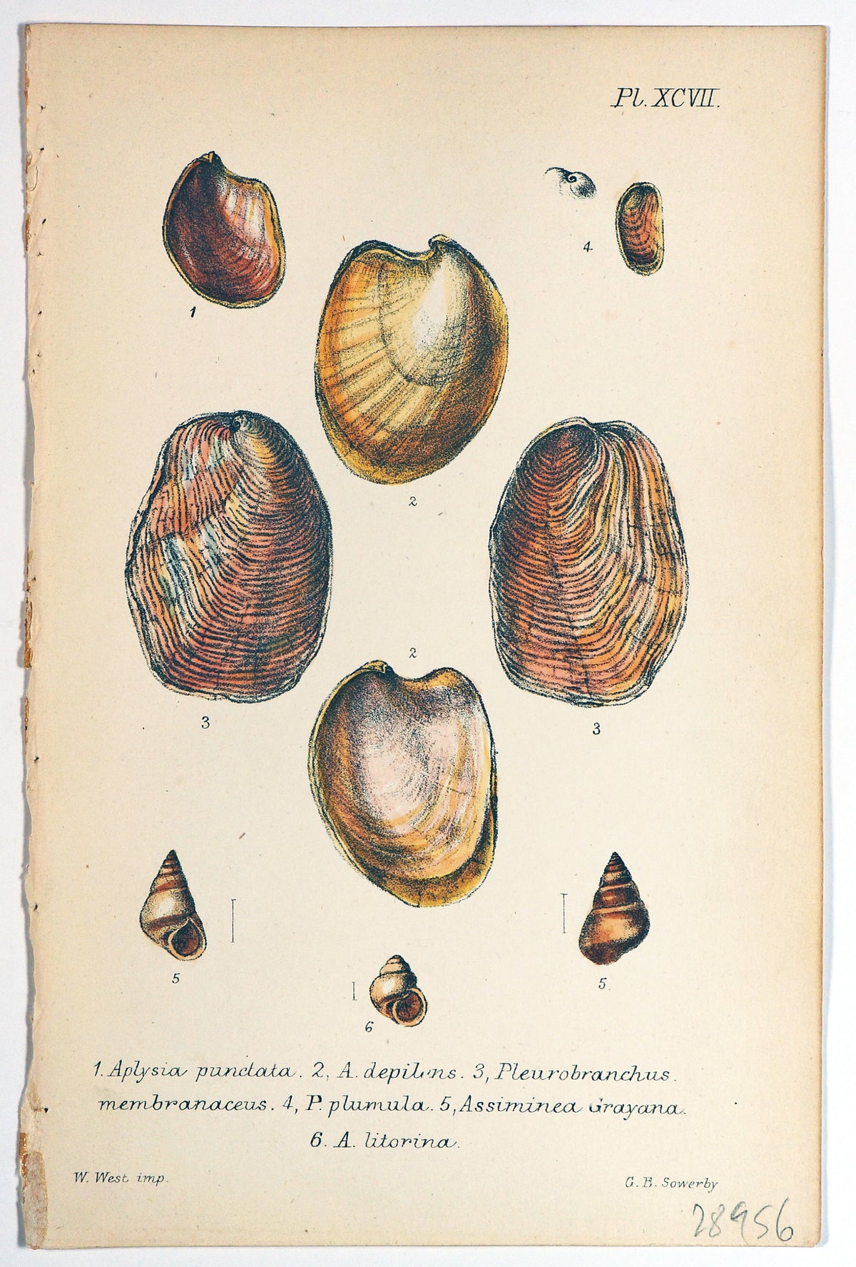 Sea Shells, Hand Colored Lithograph - Authentic Vintage Antique Print