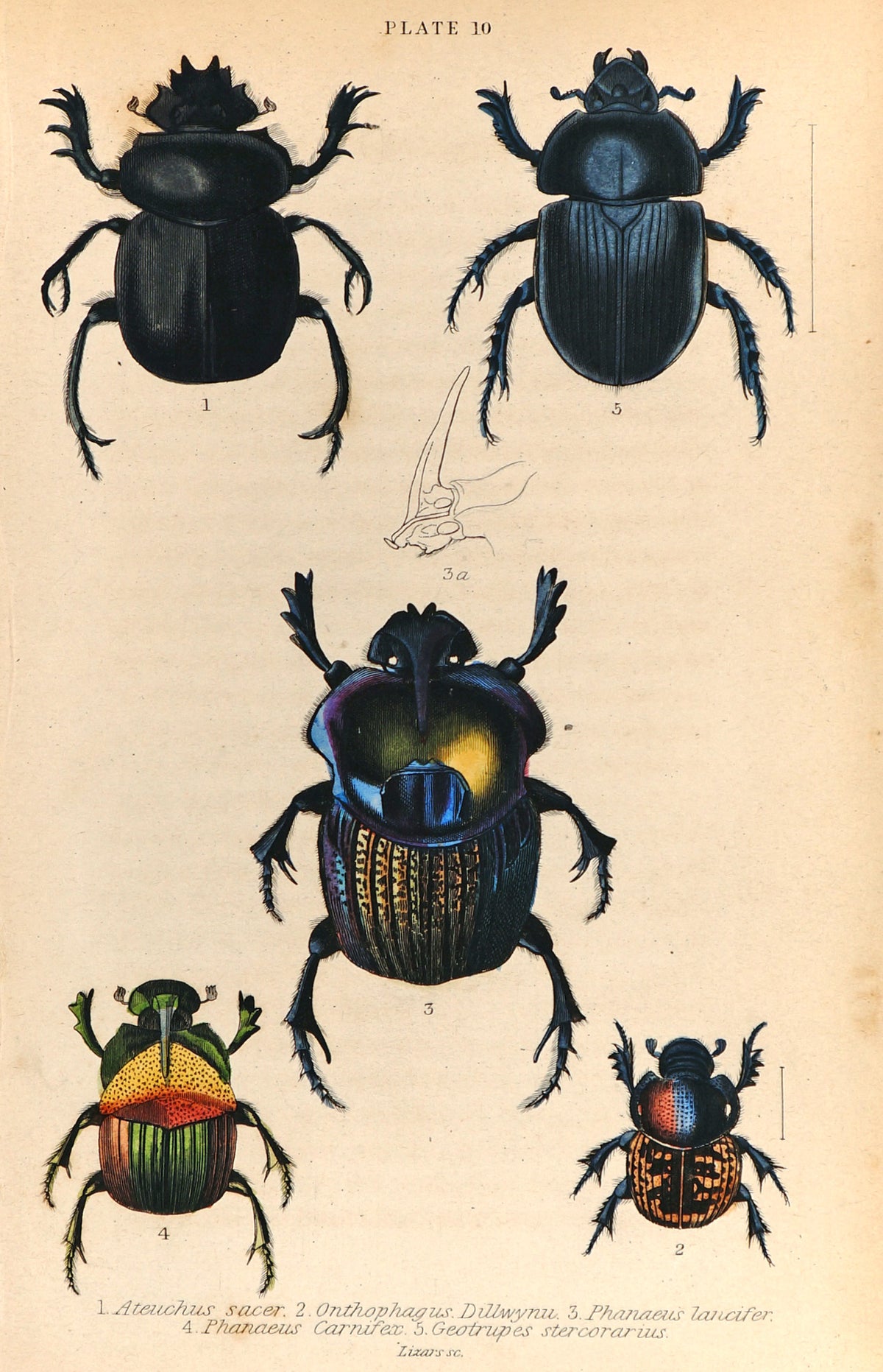 Scarab Beetles, Coleoptera, Hand Colored Antique Print - Authentic Vintage Antique Print