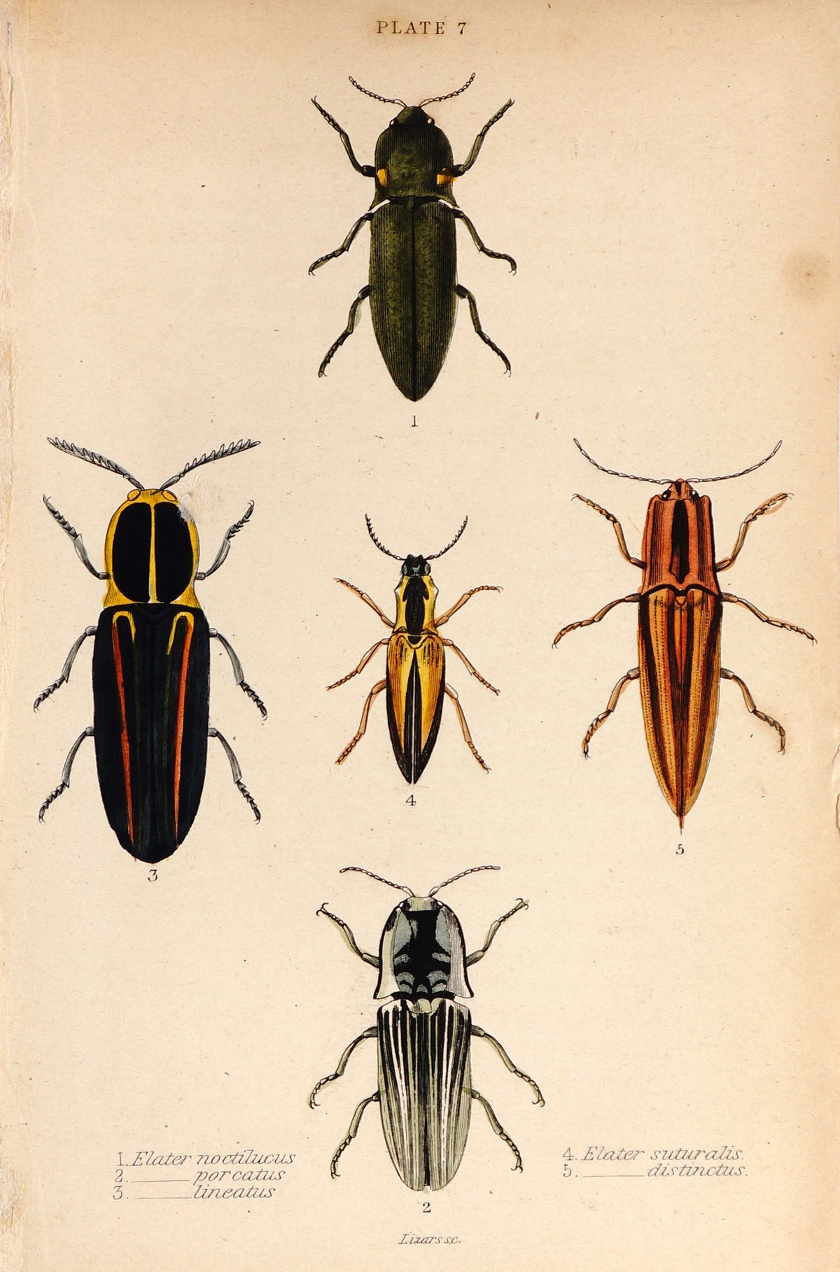 Beetles, Hand Colored Engraving - Authentic Vintage Antique Print