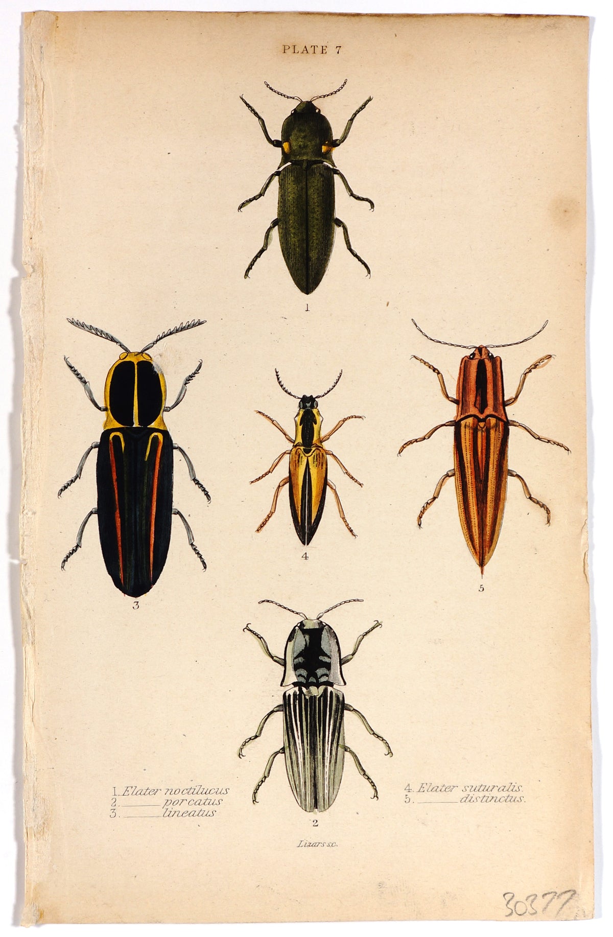 Beetles, Hand Colored Engraving - Authentic Vintage Antique Print