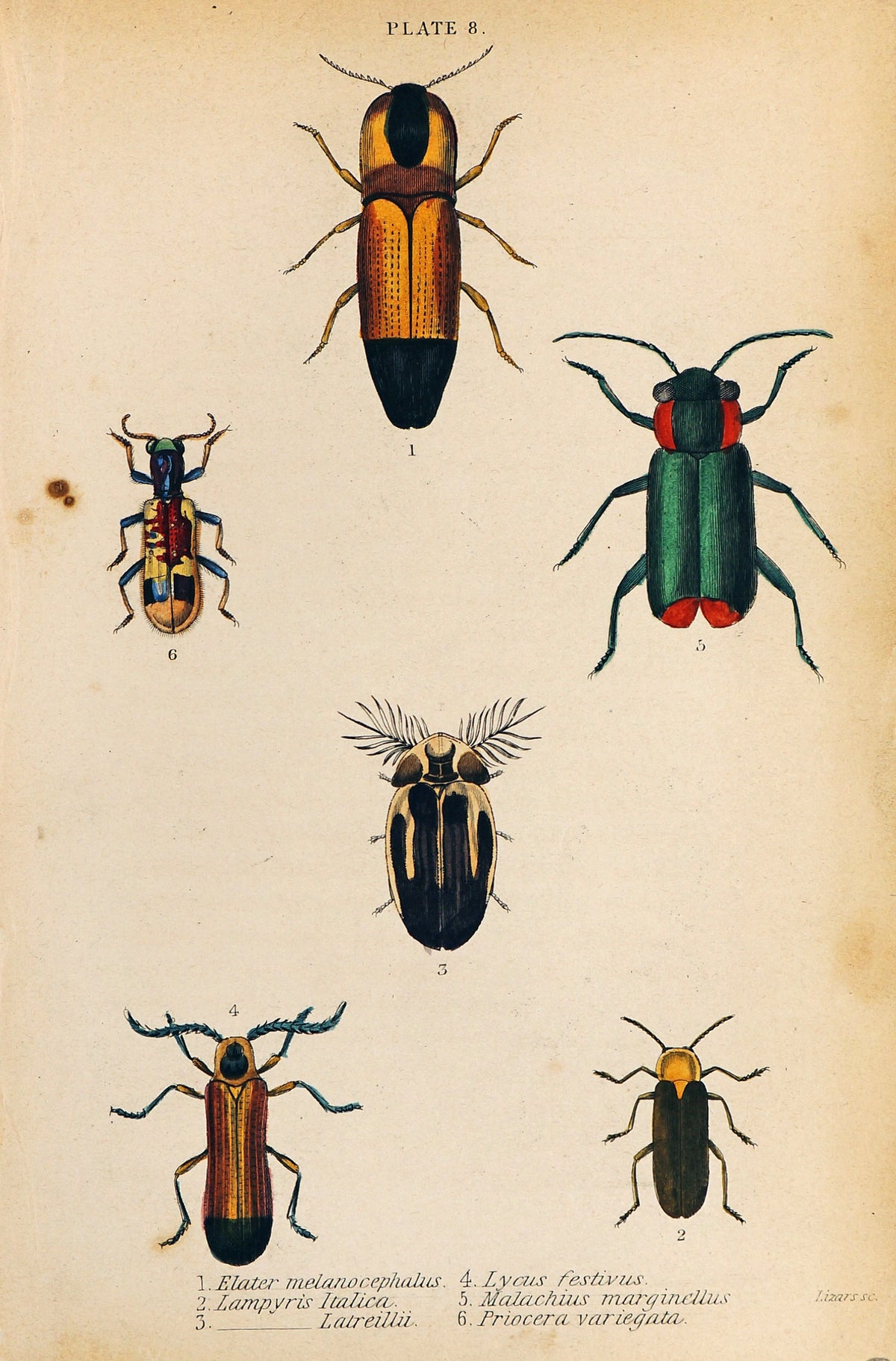 Elater, Lampyris, Lycus, Malachius Beetles Hand Colored Engraving - Authentic Vintage Antique Print