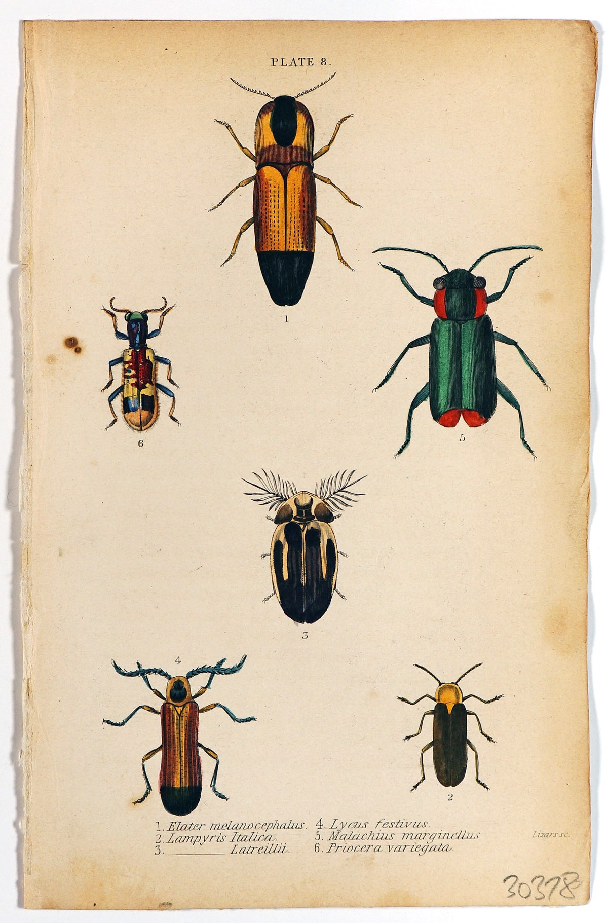 Elater, Lampyris, Lycus, Malachius Beetles Hand Colored Engraving - Authentic Vintage Antique Print