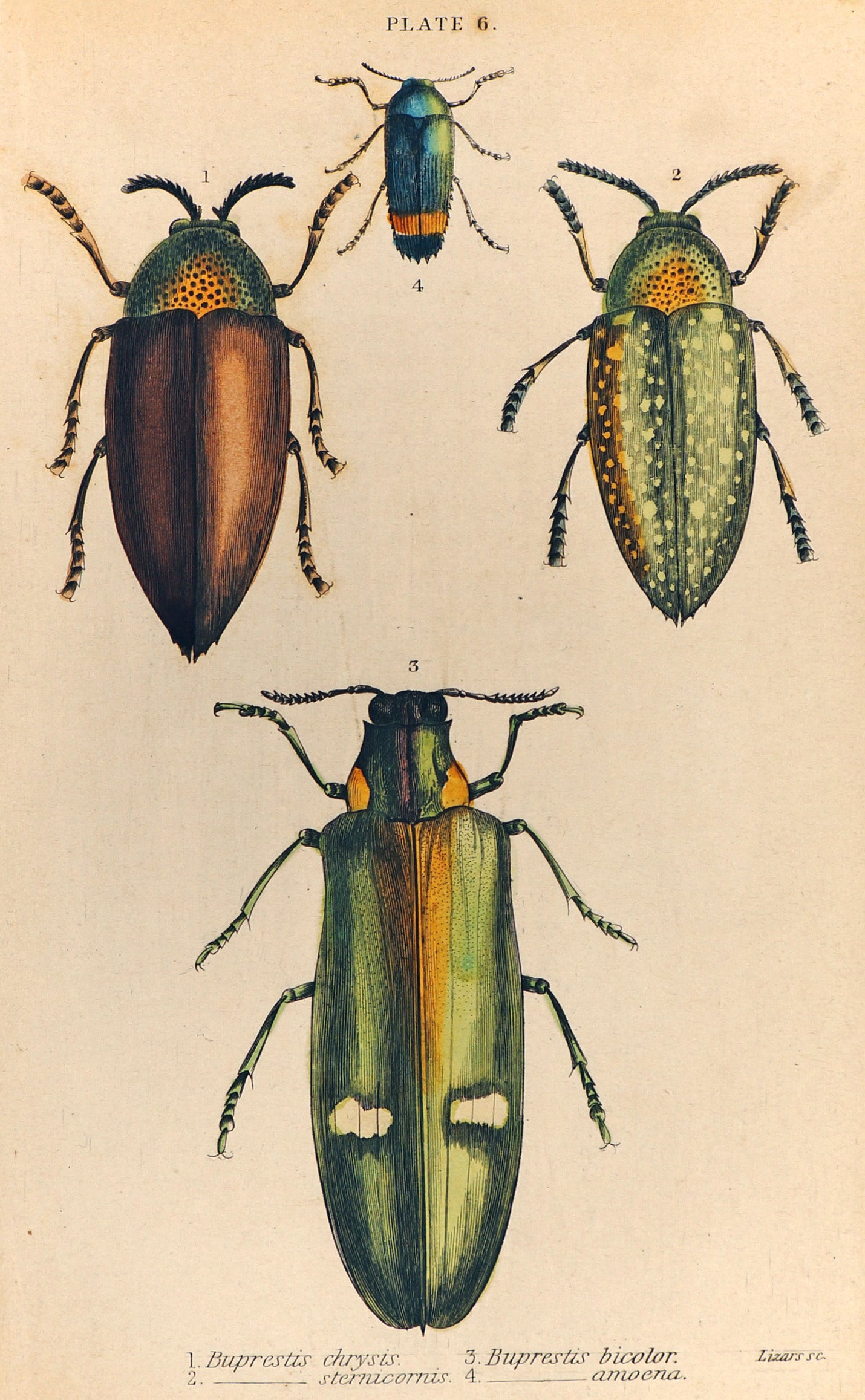 Buprestis Beetle Hand Colored Engraving - Authentic Vintage Antique Print