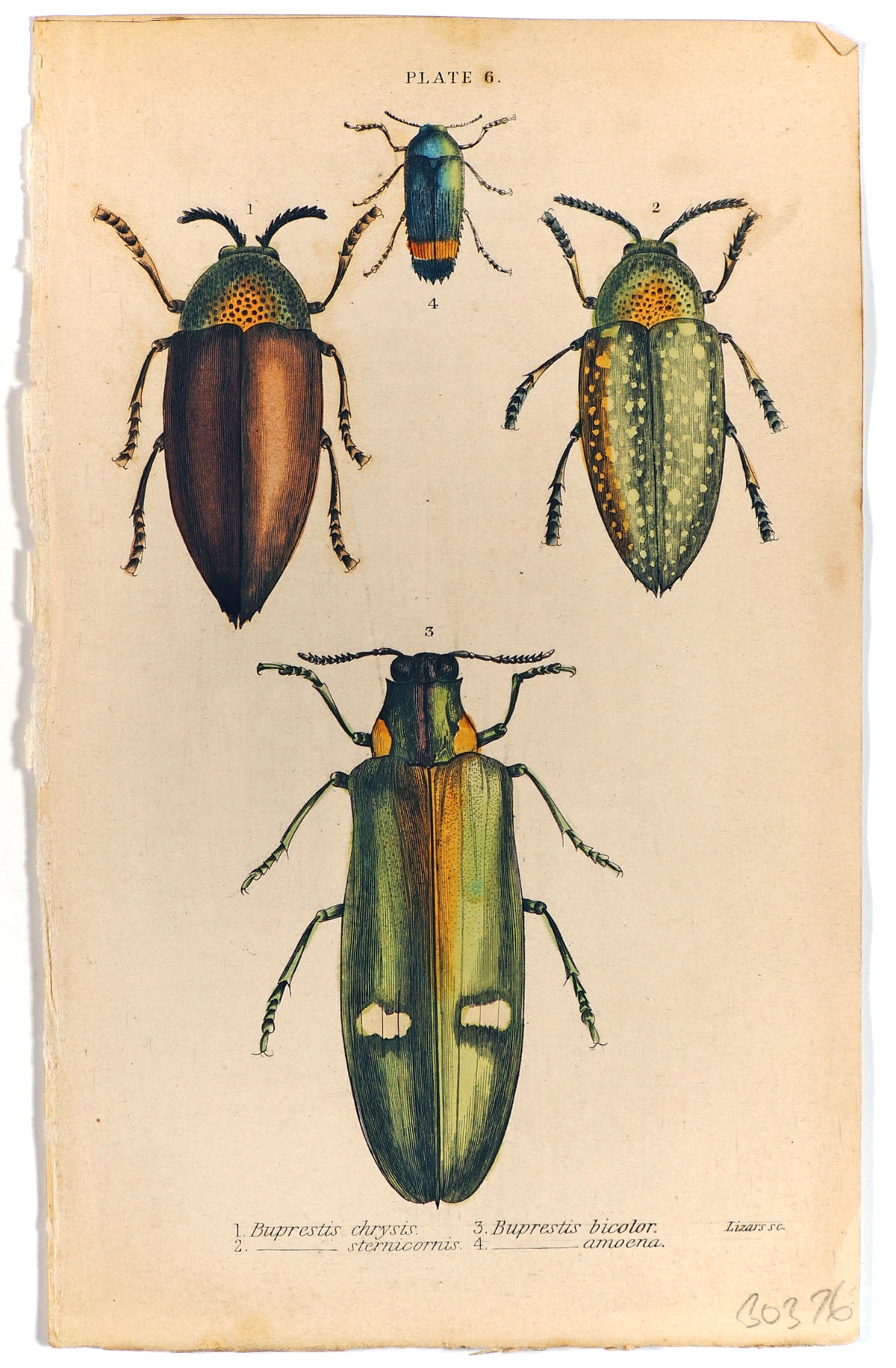 Buprestis Beetle Hand Colored Engraving - Authentic Vintage Antique Print