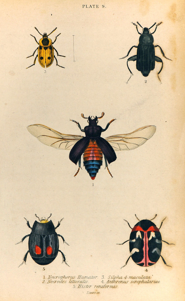 Beetles & Insects, Hand-Colored Engraving - Authentic Vintage Antique Print