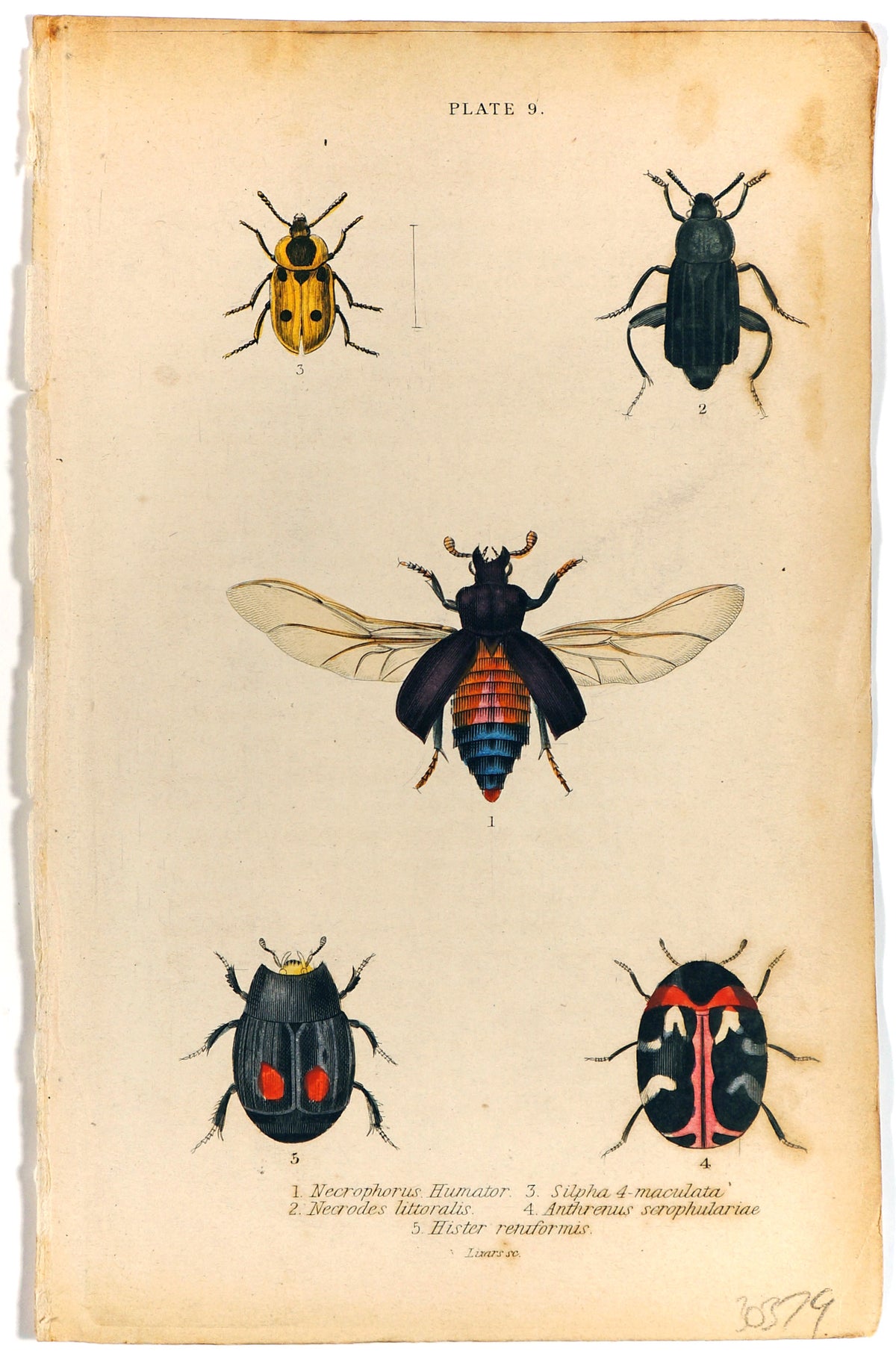 Beetles &amp; Insects, Hand-Colored Engraving (1835) - Authentic Vintage Antique Print