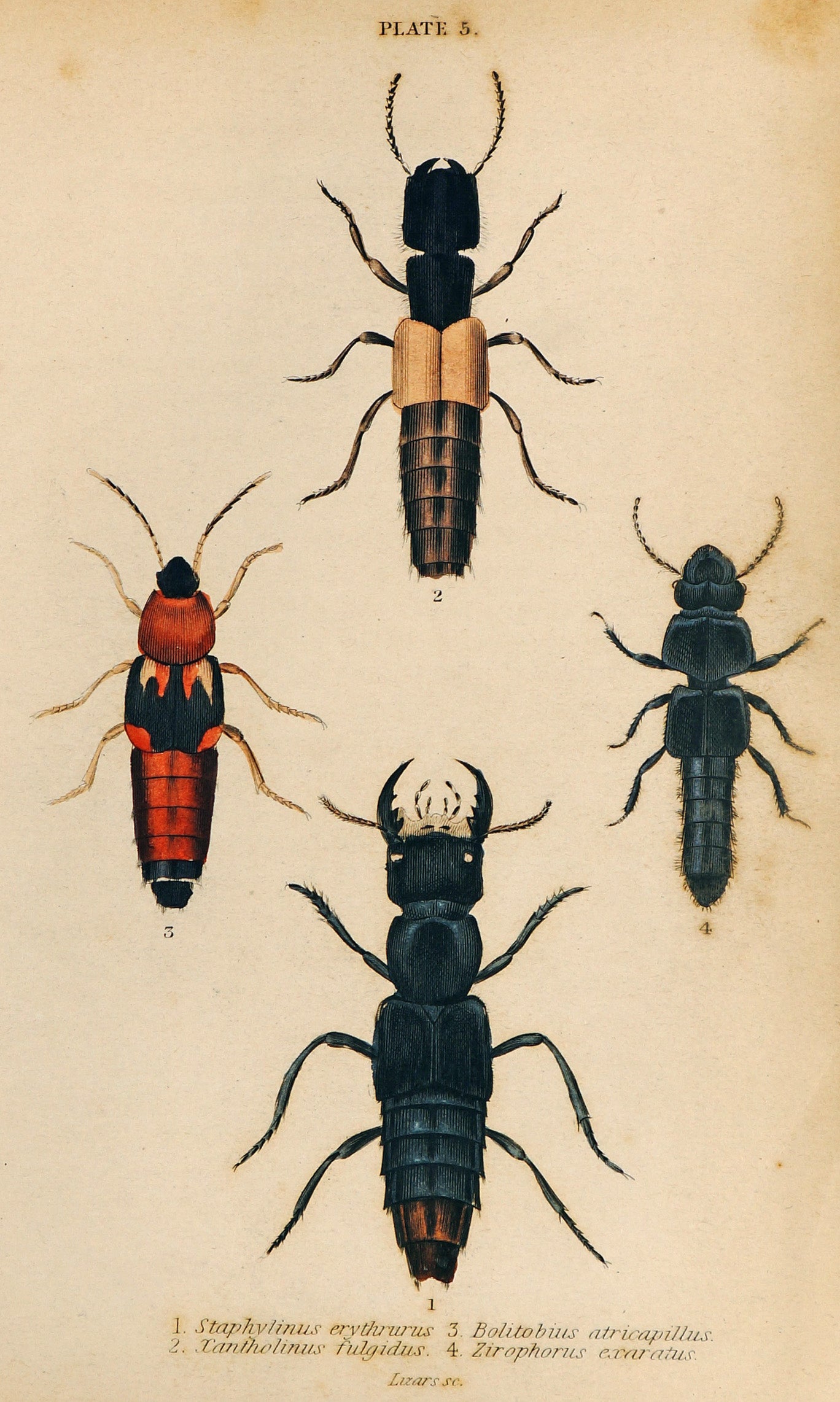 Beetles & Insects, Hand-Colored Engraving (1835) - Authentic Vintage Antique Print