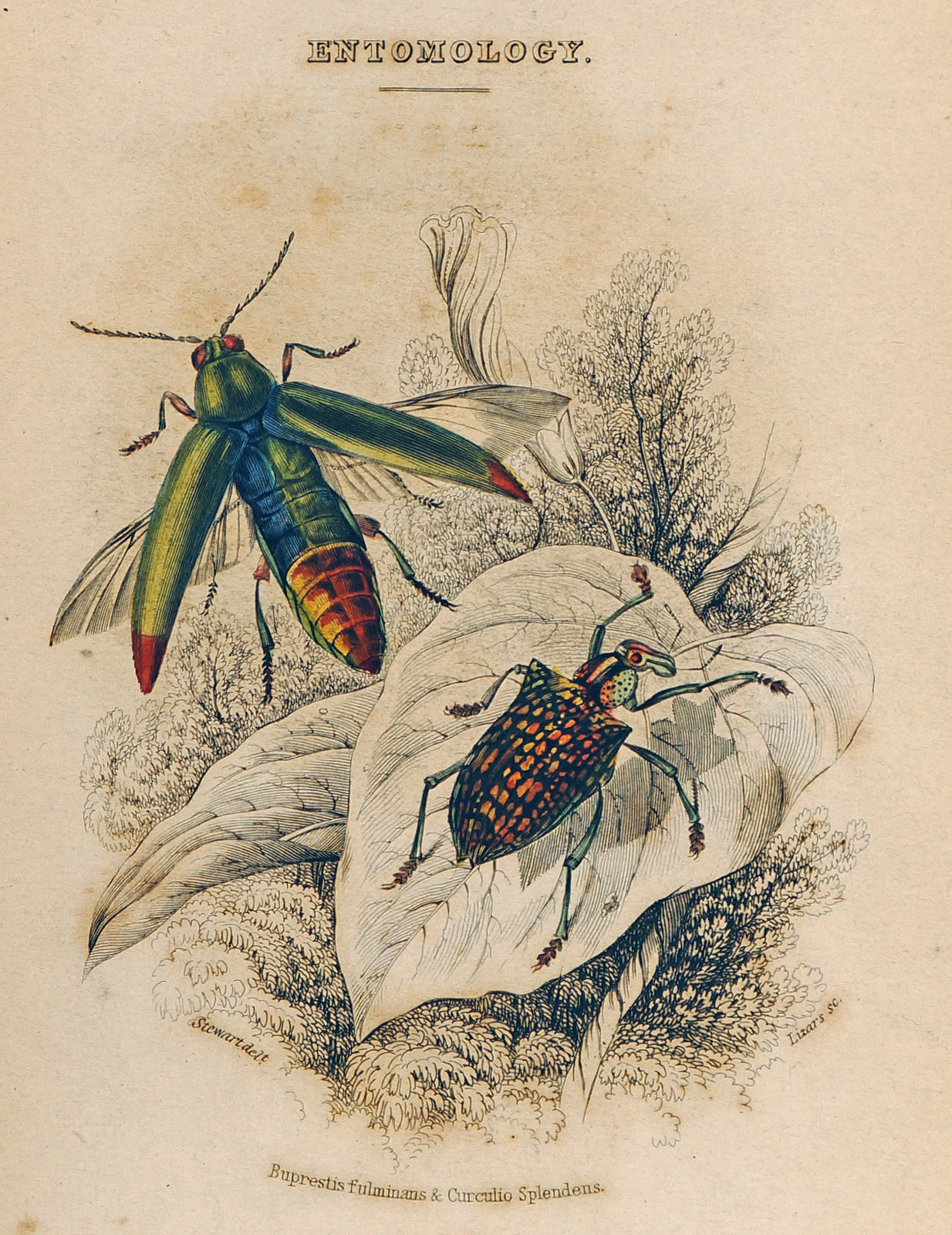 Beetles & Insects- Hand-Colored Engraving - Authentic Vintage Antique Print