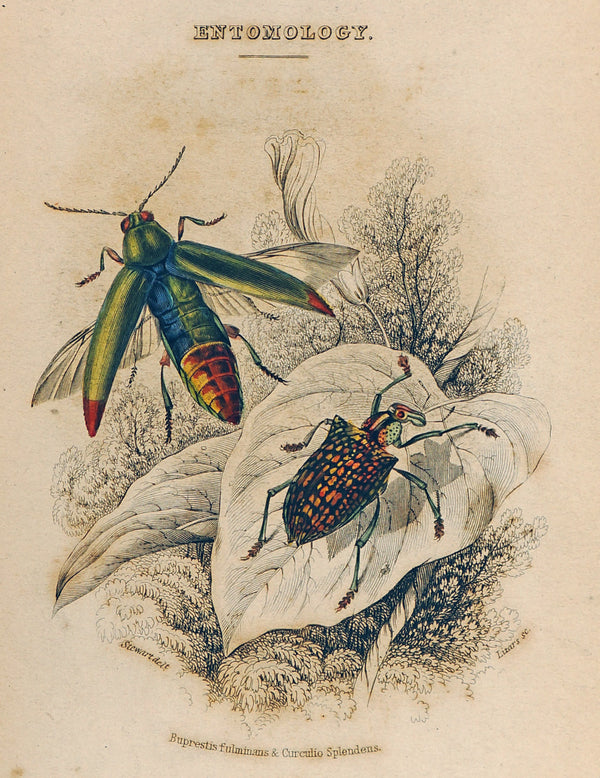 Beetles & Insects- Hand-Colored Engraving - Authentic Vintage Antique Print