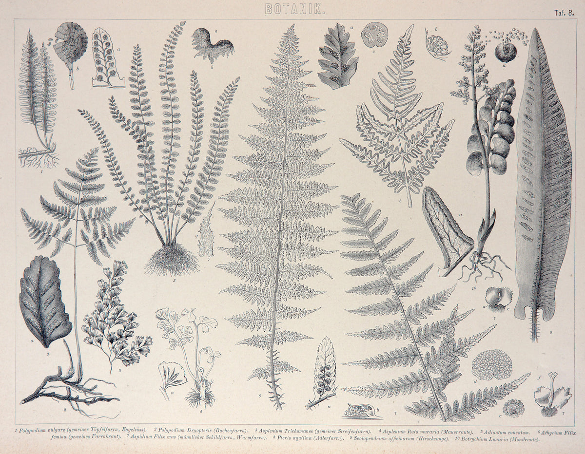 Botany Ferns, Antique Engraving - Authentic Vintage Poster