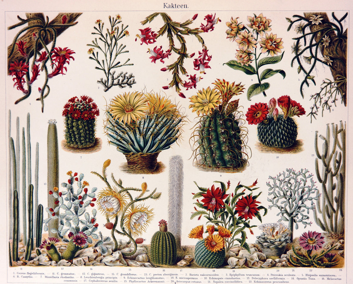 Cactus Flowers Antique Chromolithograph - Authentic Vintage Poster