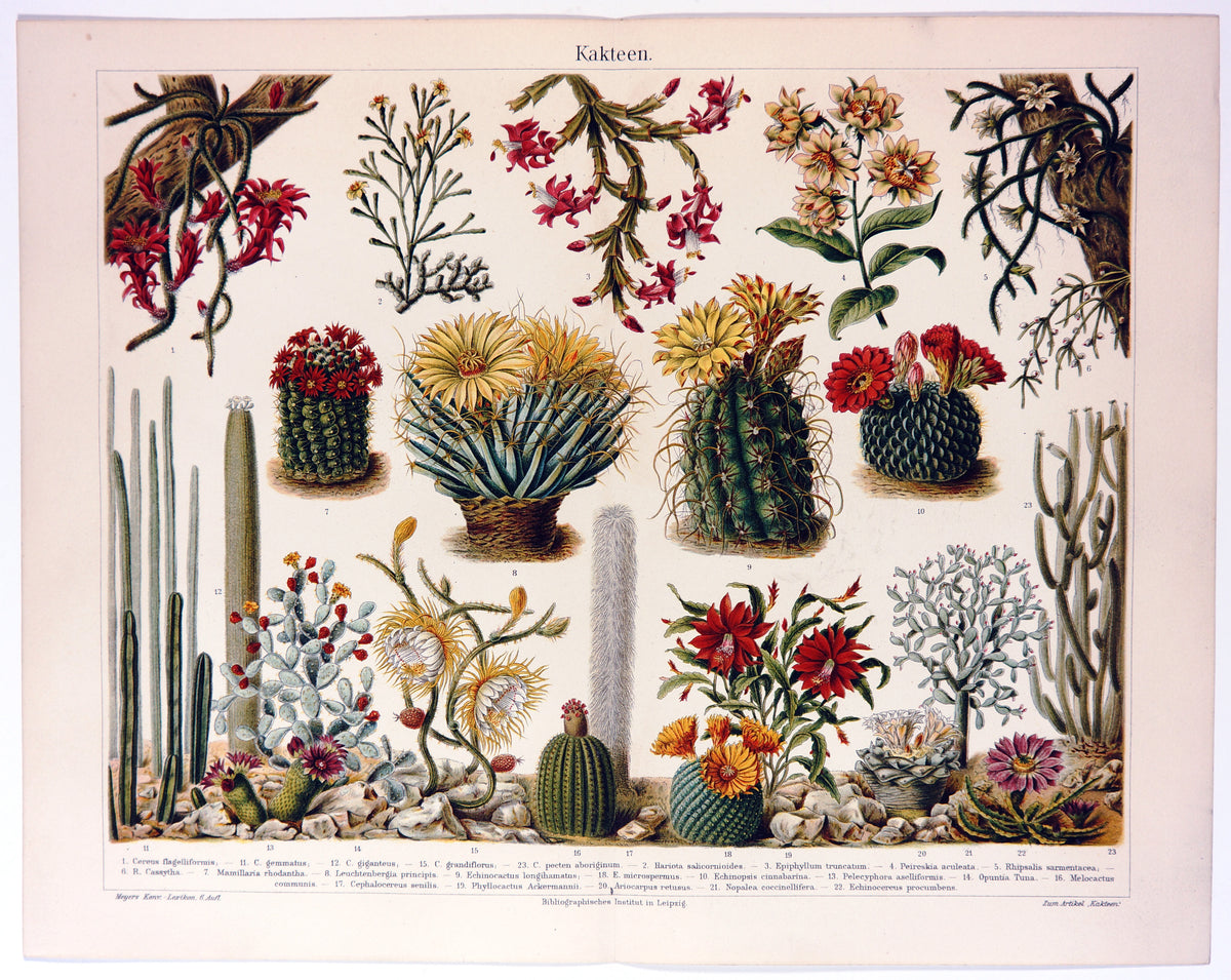 Cactus Flowers Antique Chromolithograph - Authentic Vintage Poster