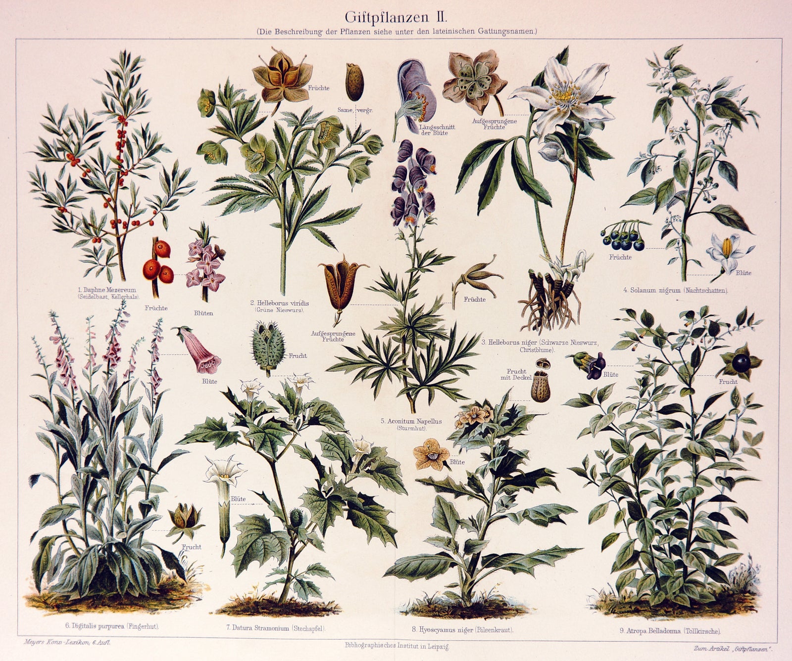Poisonous Plants, Botany- Chromolithograph - Authentic Vintage Antique Print