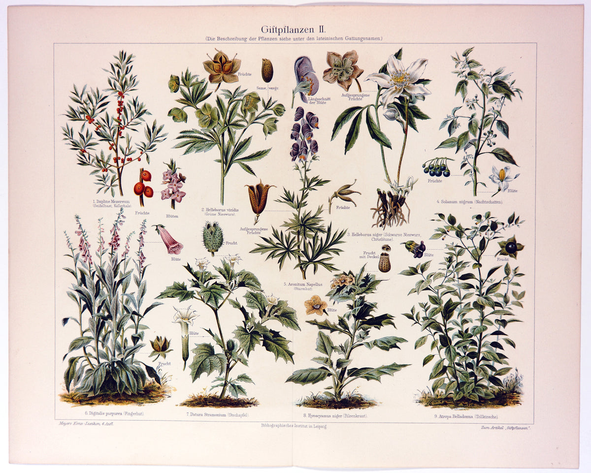 Poisonous Plants, Botany- Chromolithograph - Authentic Vintage Antique Print